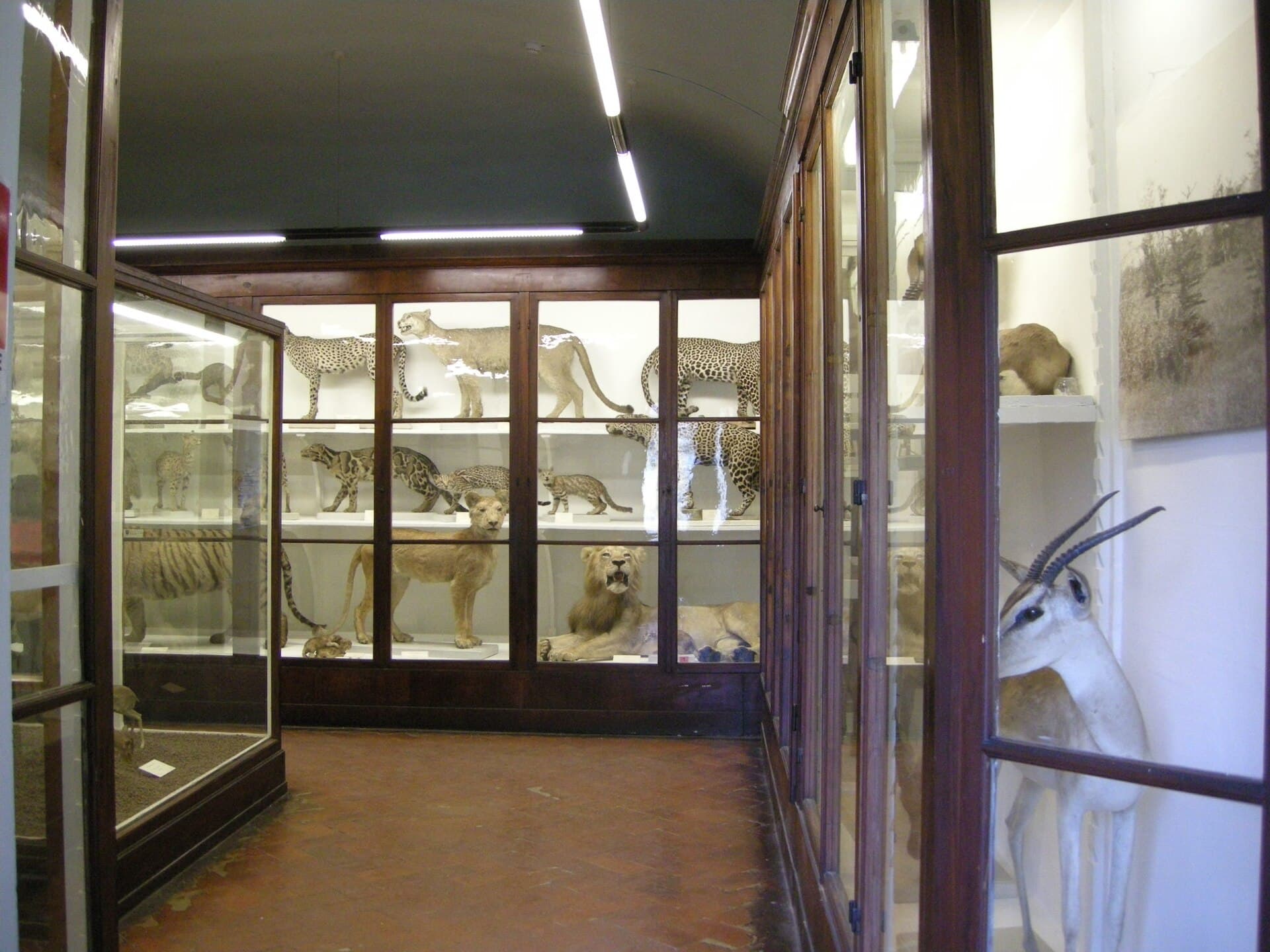 La Specola Natural History Museum, Florence
