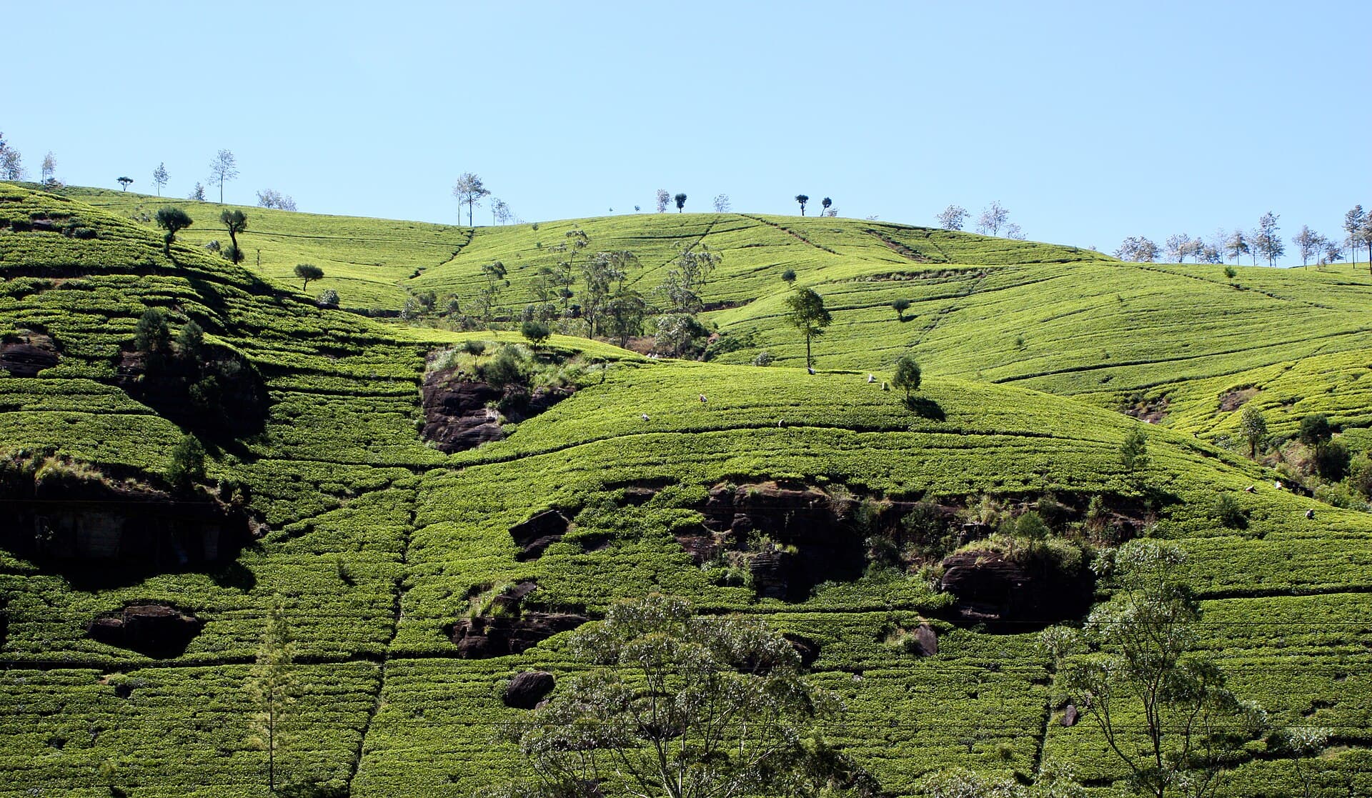 Labookellie Tea Centre