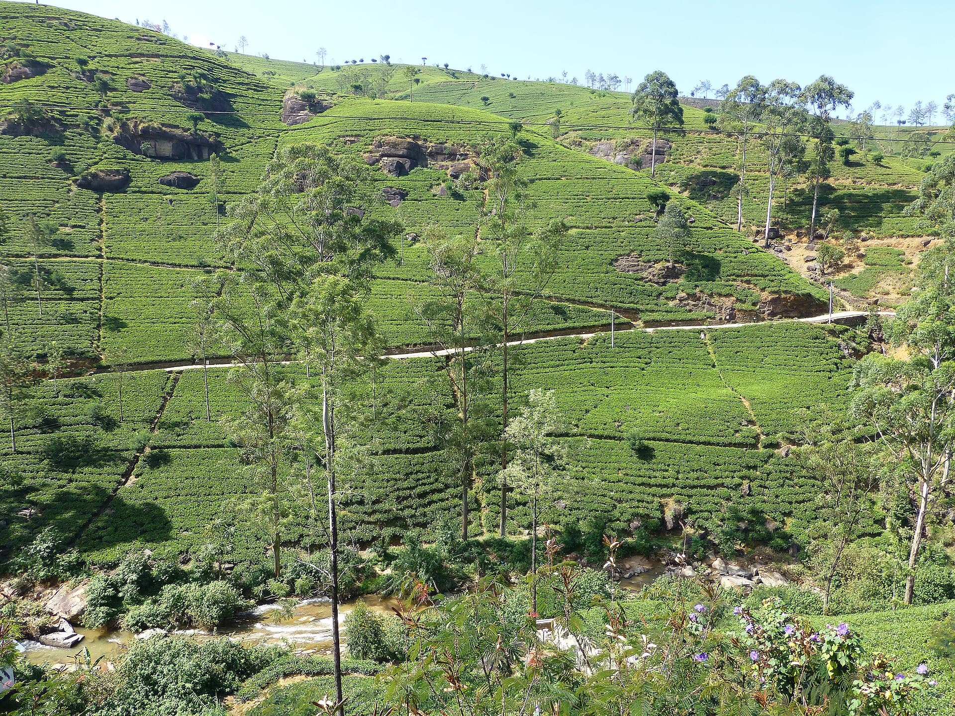 Labookellie Tea Centre
