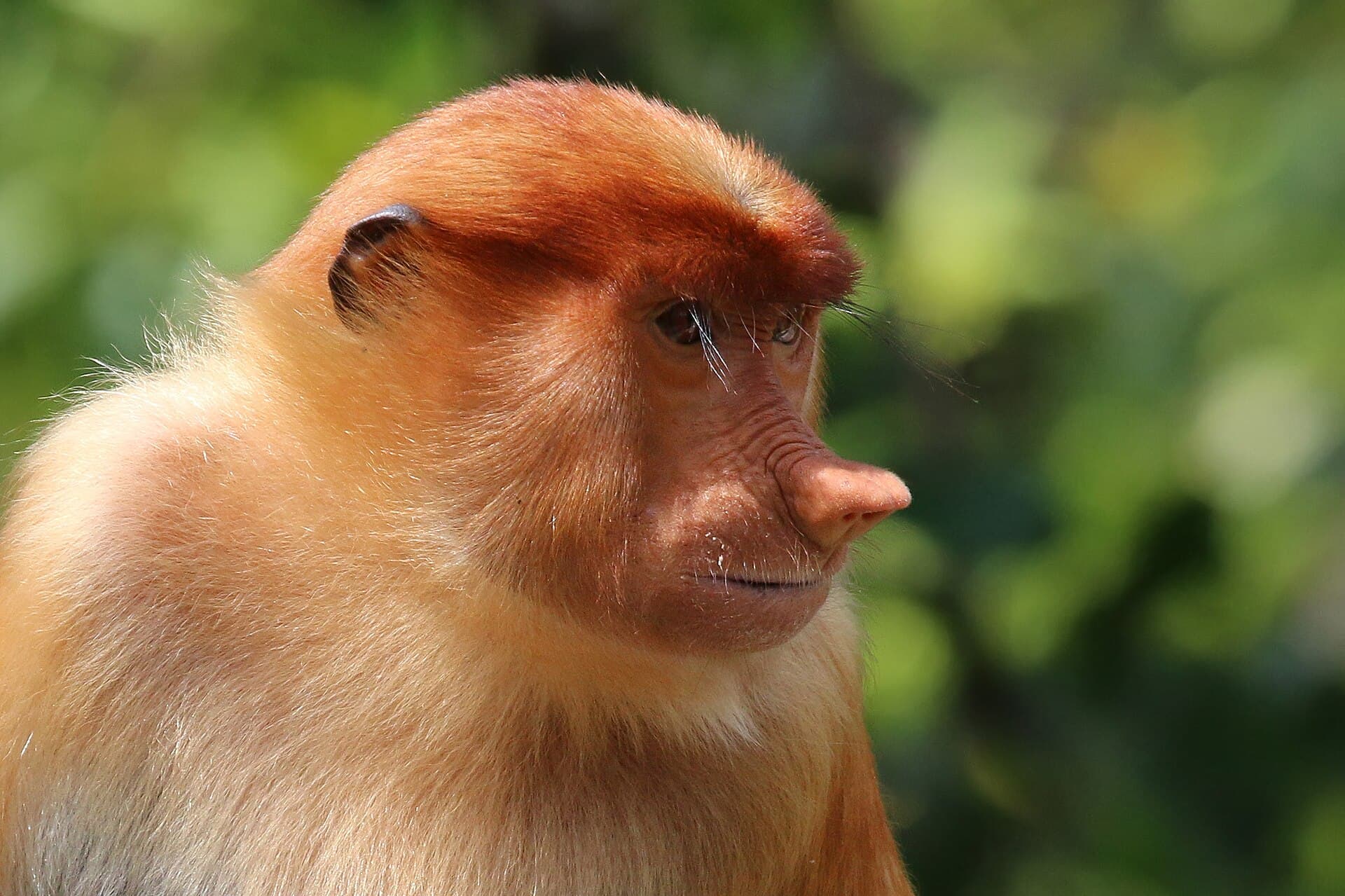 Proboscis monkeys at Labuk Bay sanctuary