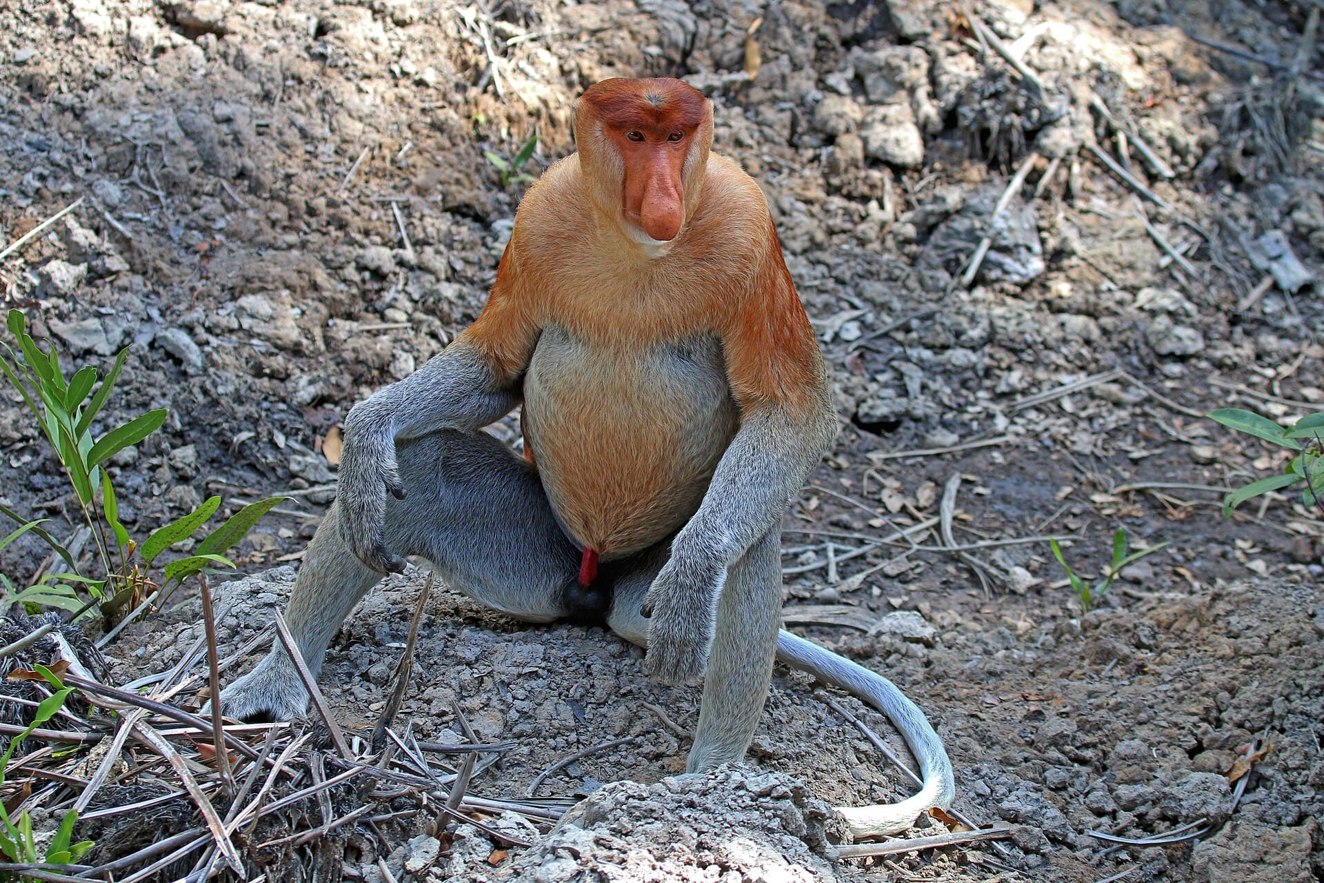 Proboscis monkeys at Labuk Bay sanctuary