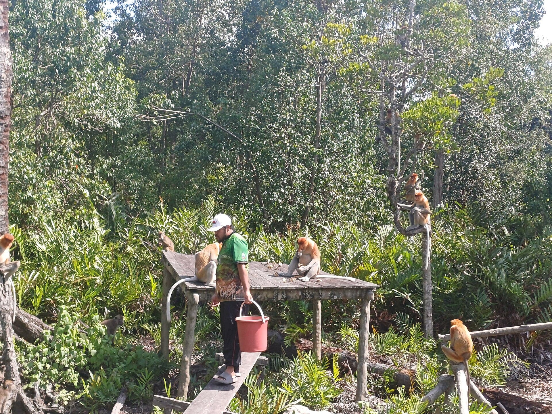 Proboscis monkeys at Labuk Bay sanctuary
