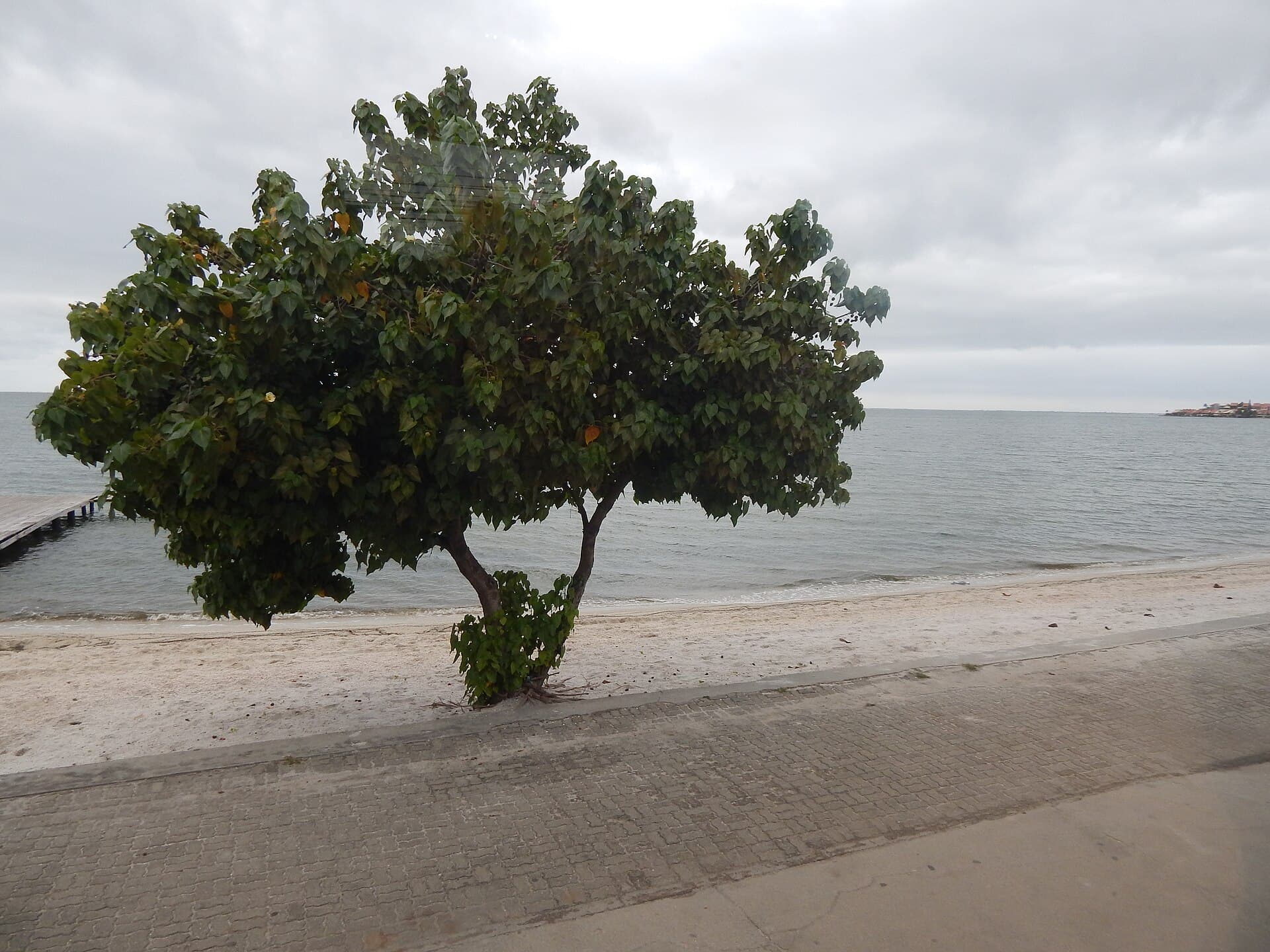 Araruama Lagoon, Araruama