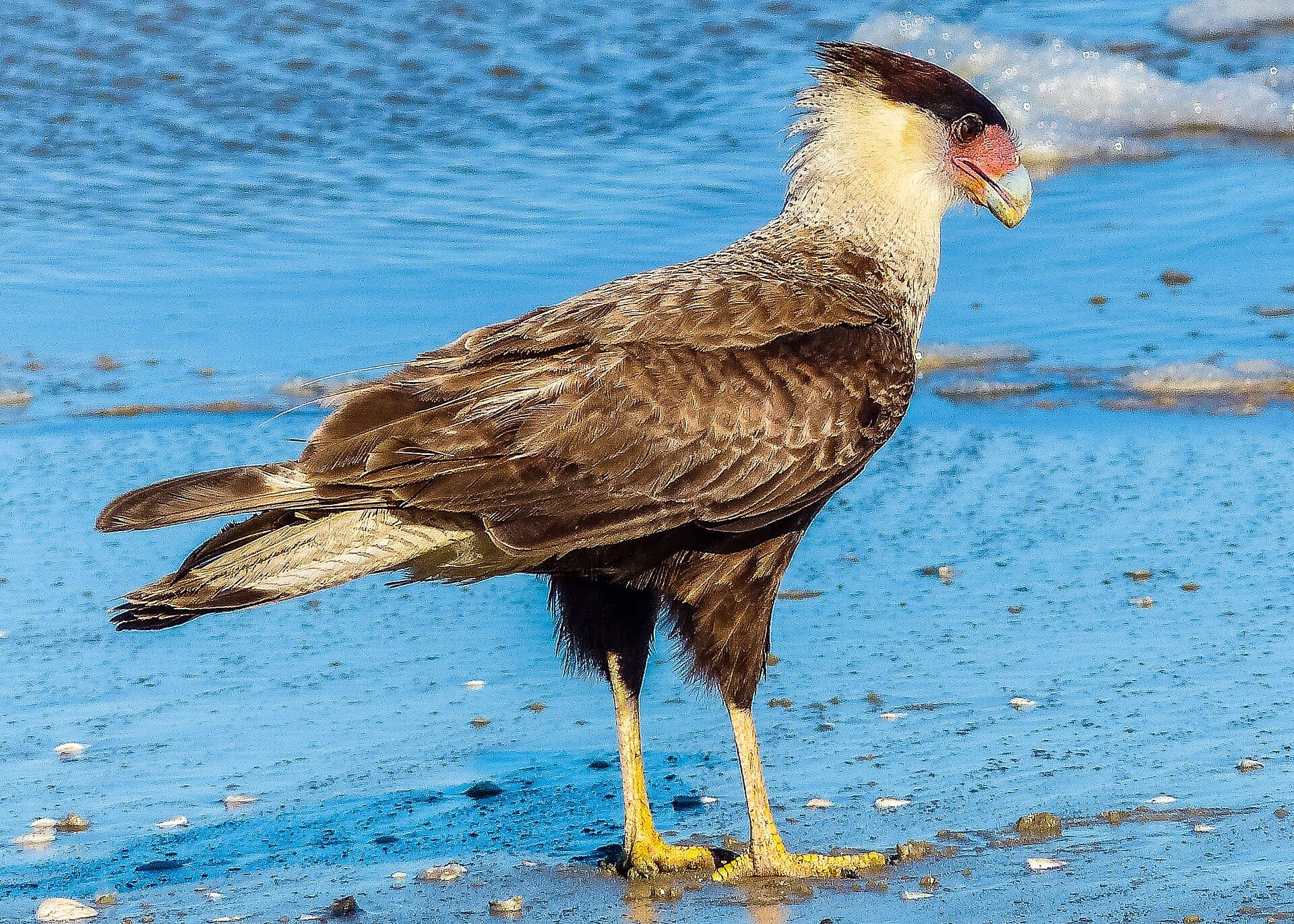 Lagoa do Peixe National Park, Mostardas