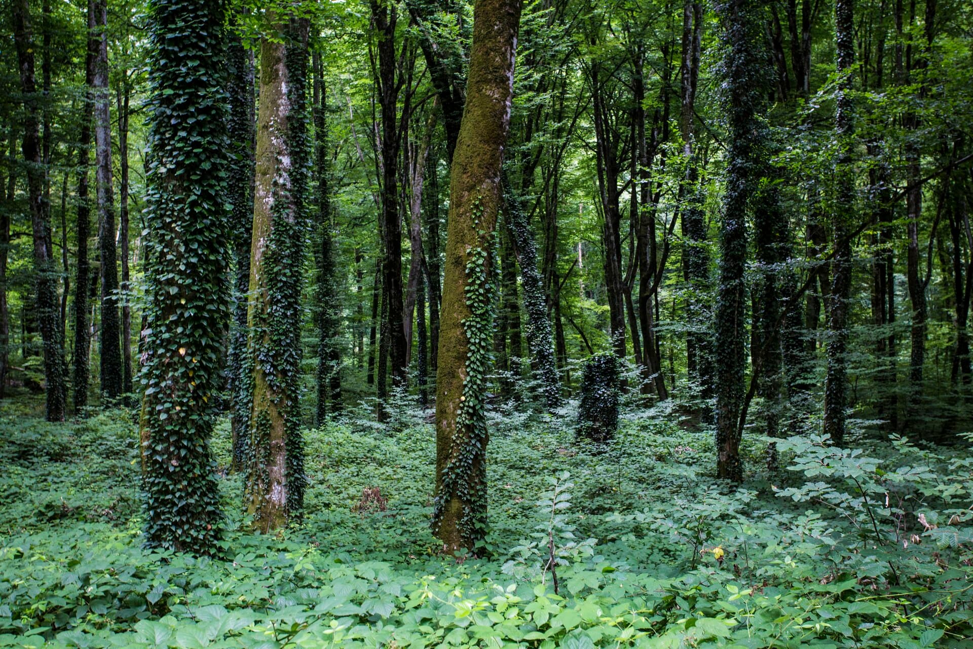 Lagodekhi Protected Areas, Lagodekhi