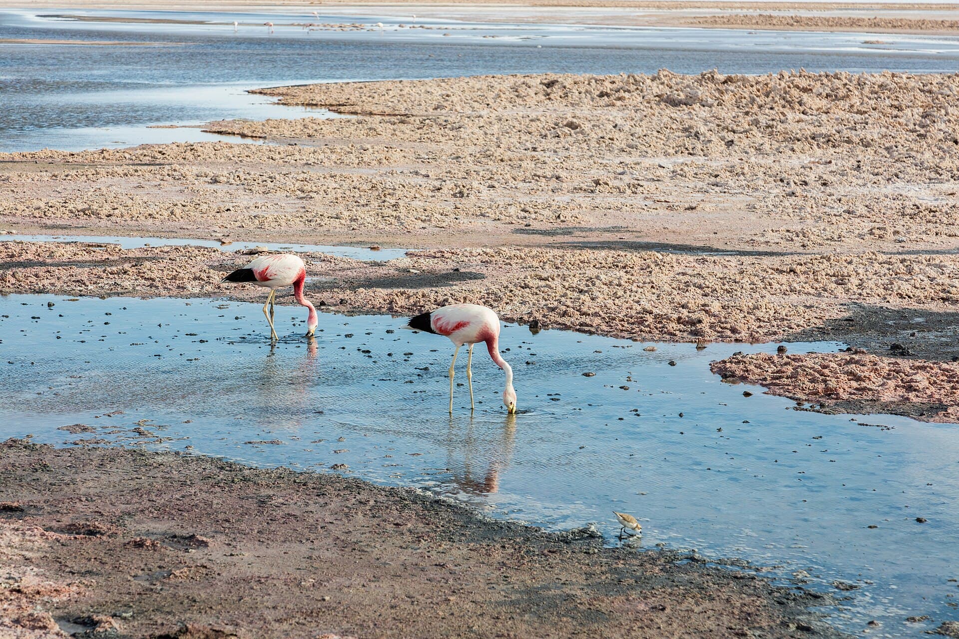 Laguna Chaxa and its flamingos