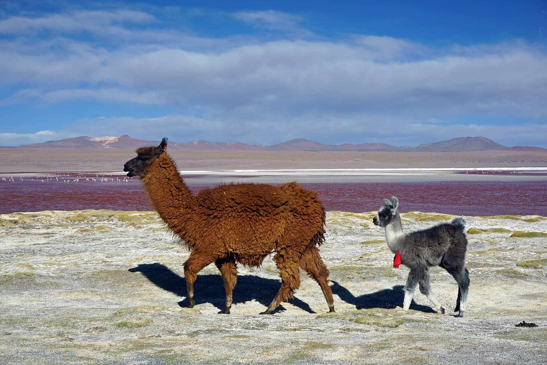 Laguna Colorada and its flamingos