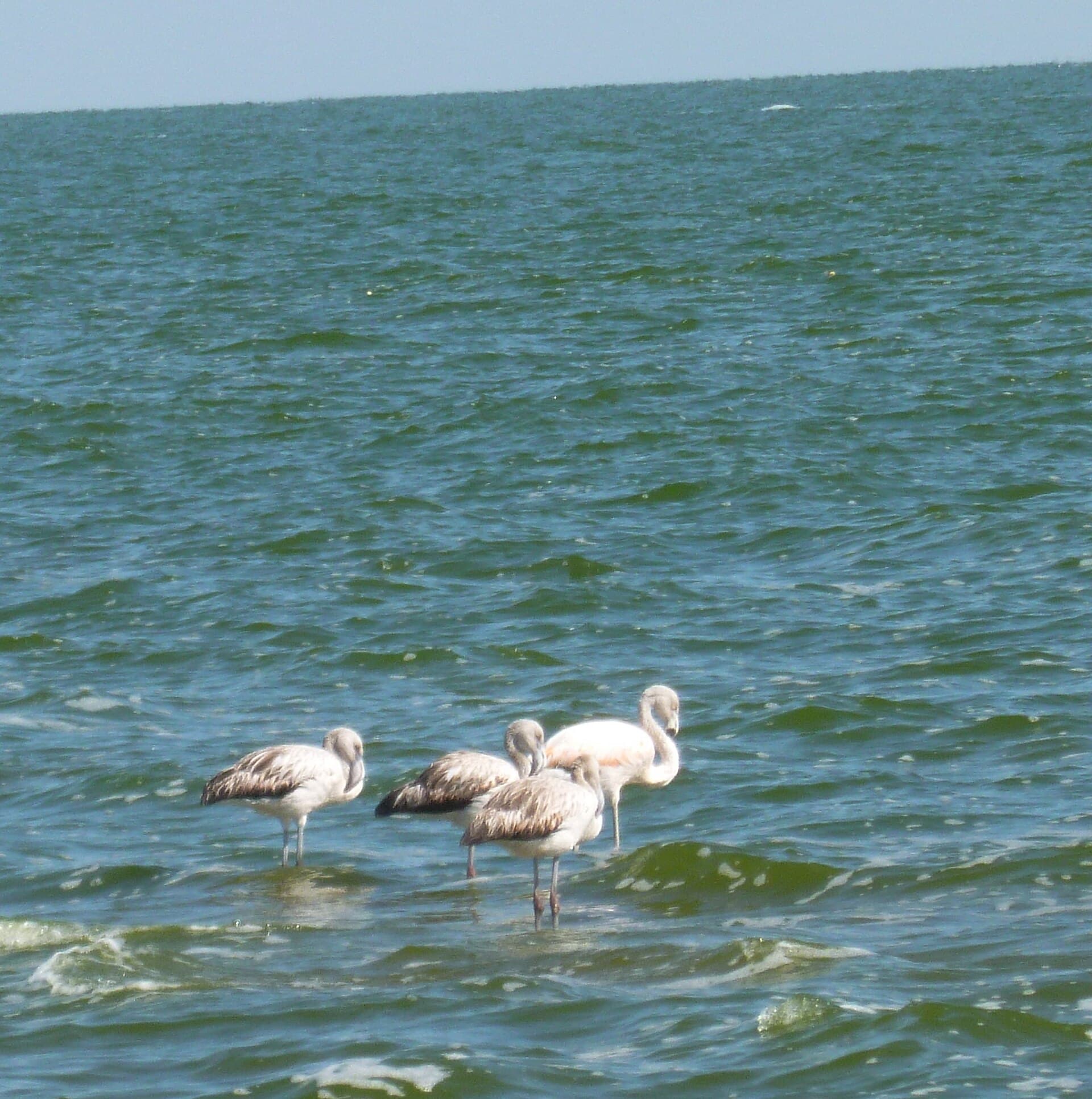 Mar de Ansenuza (Laguna Mar Chiquita), Córdoba