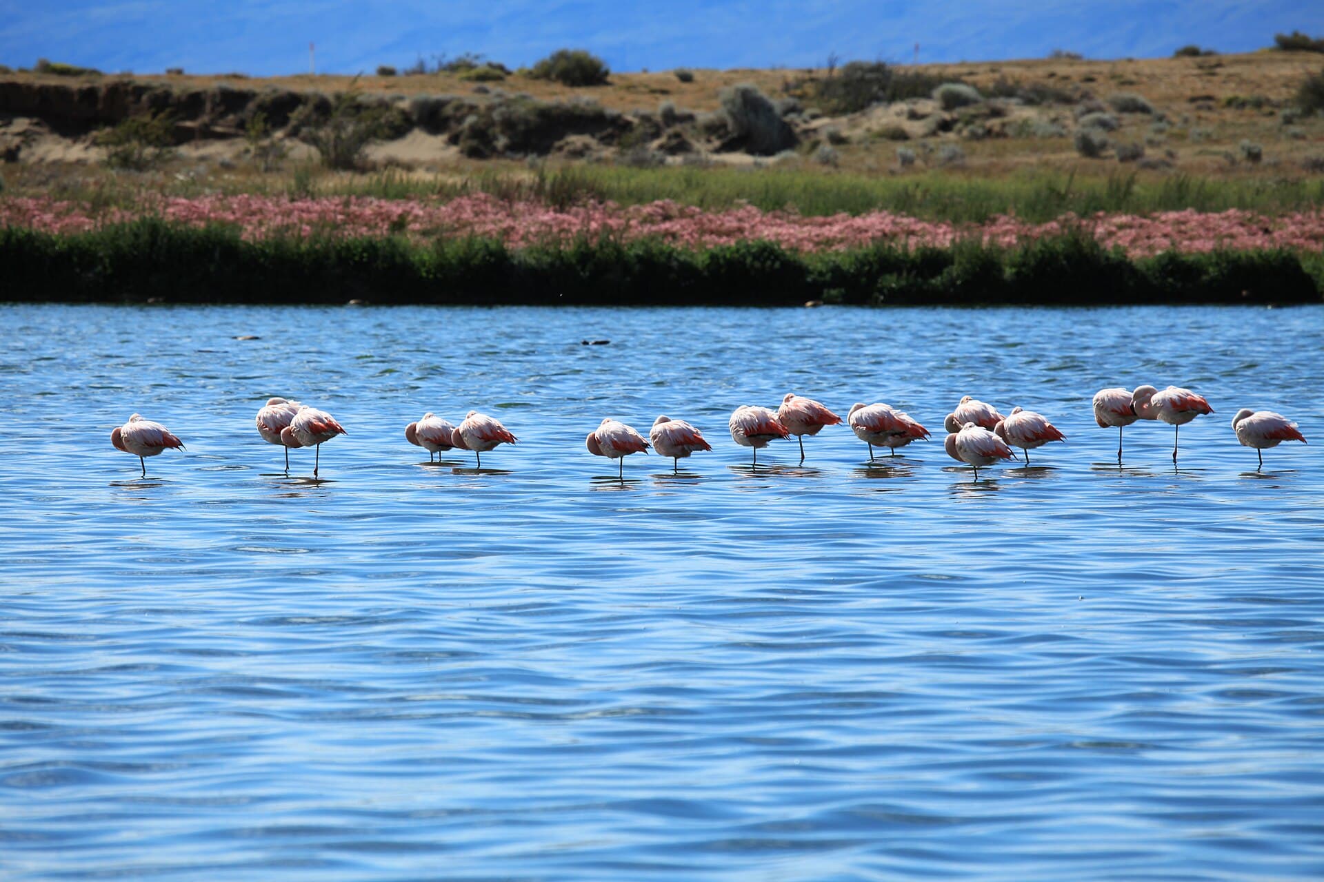 Laguna Nimez Reserve, El Calafate