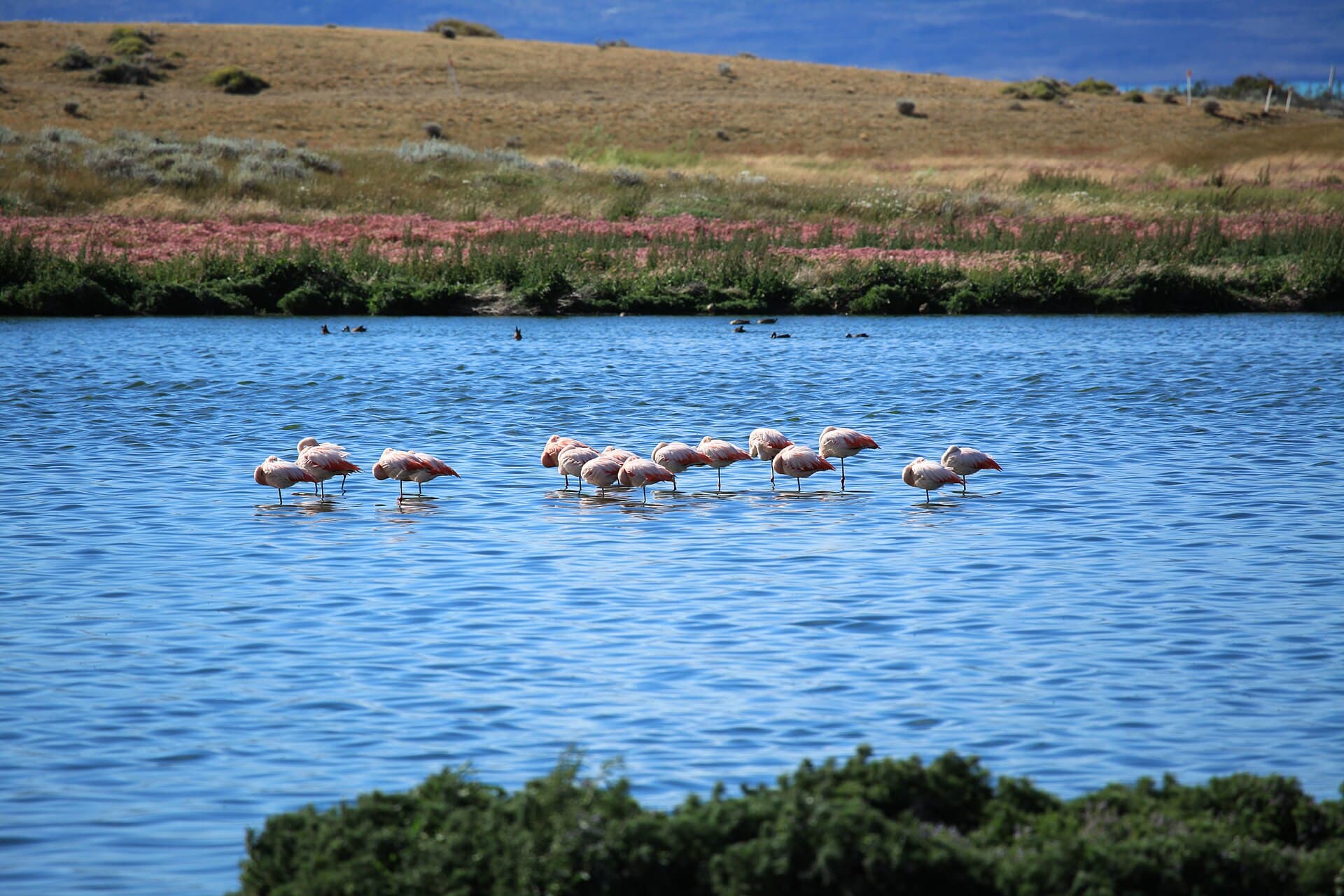 Laguna Nimez Reserve, El Calafate