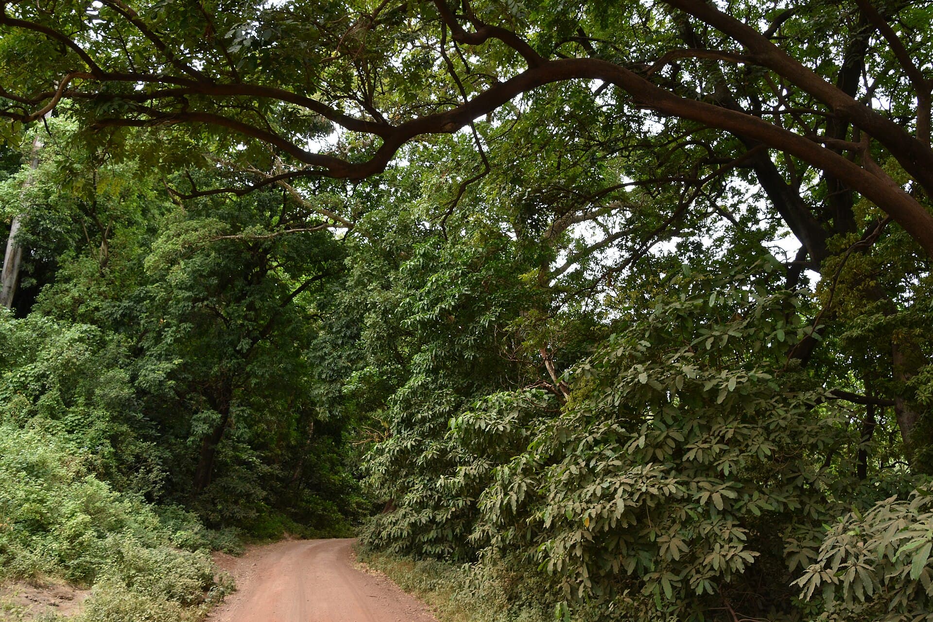 Lake Manyara National Park, Arusha