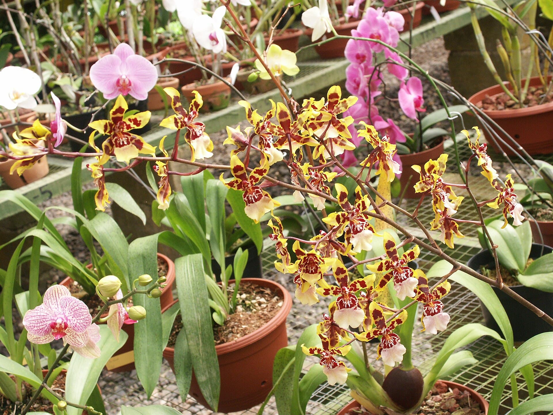 Lankester Botanical Garden