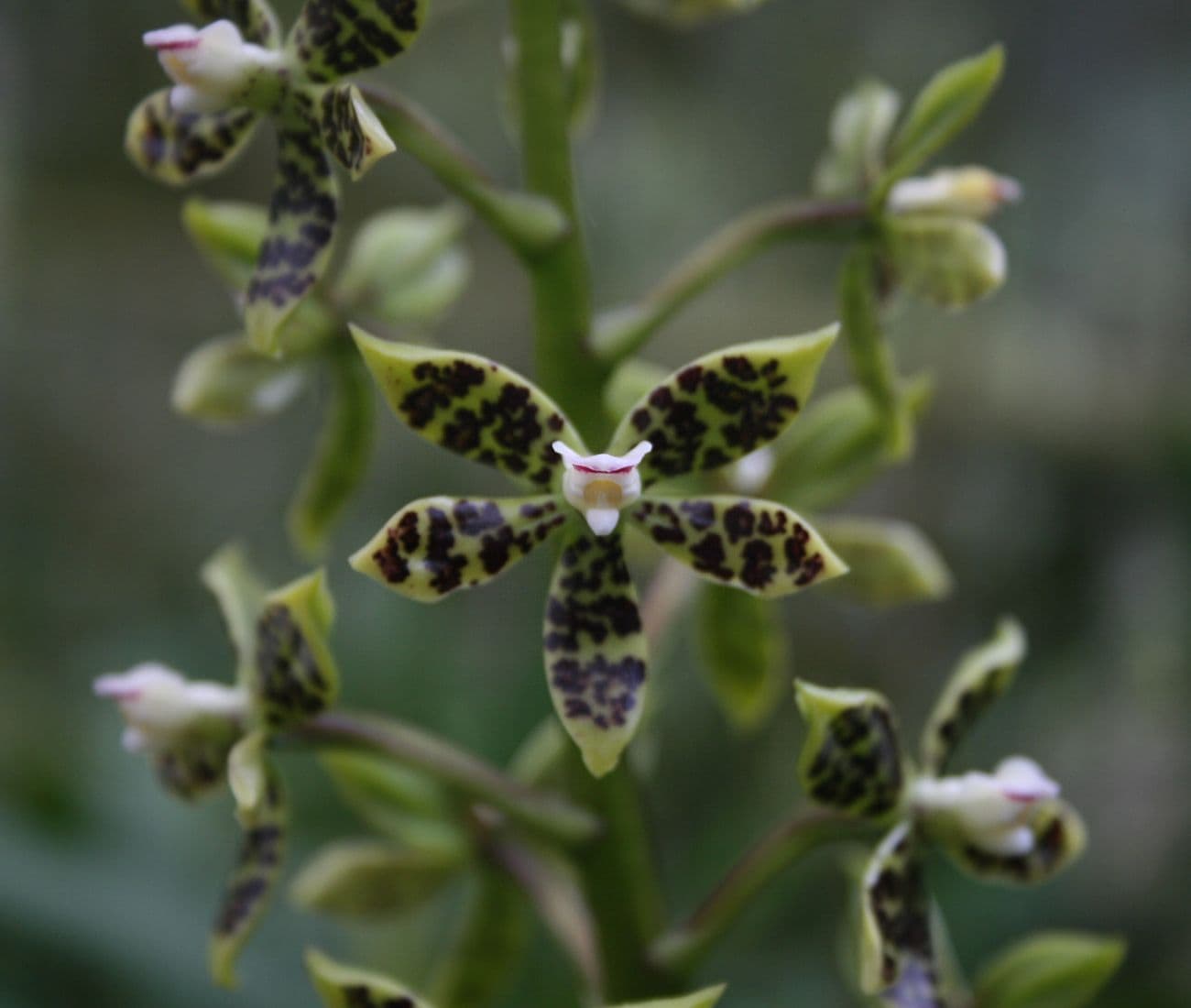 Lankester Botanical Garden