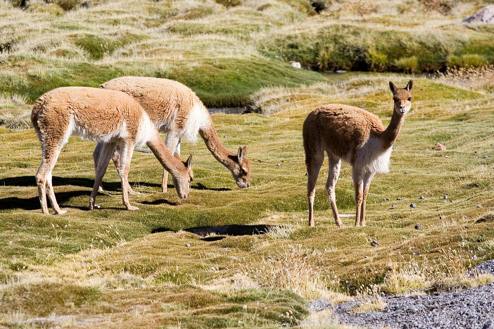 Lake Chungará in Lauca National Park
