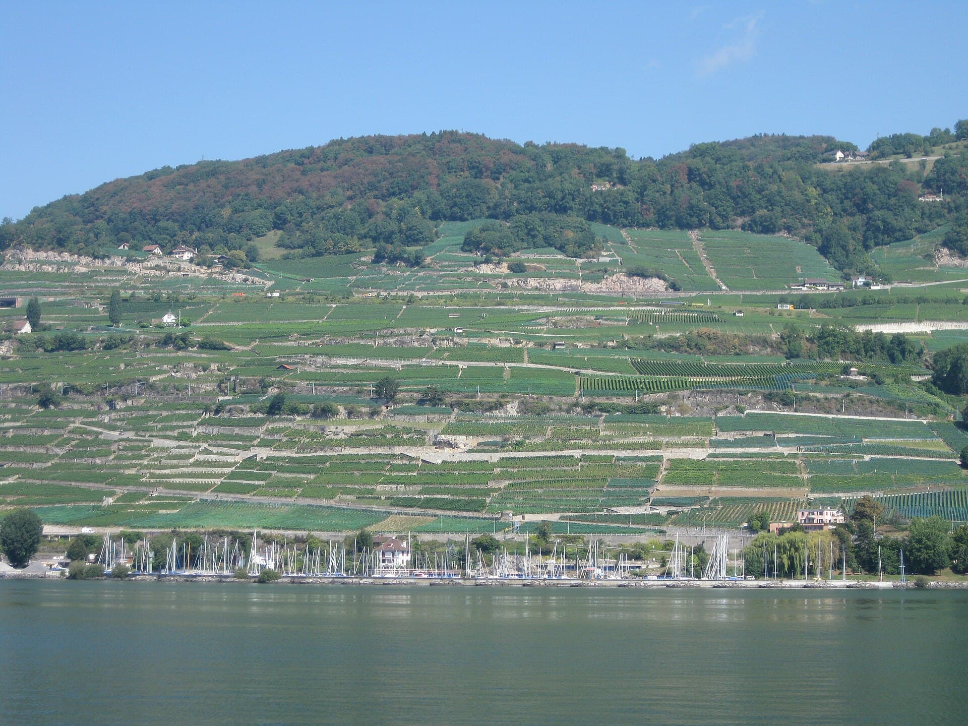 Lavaux Vineyard Terraces, Montreux