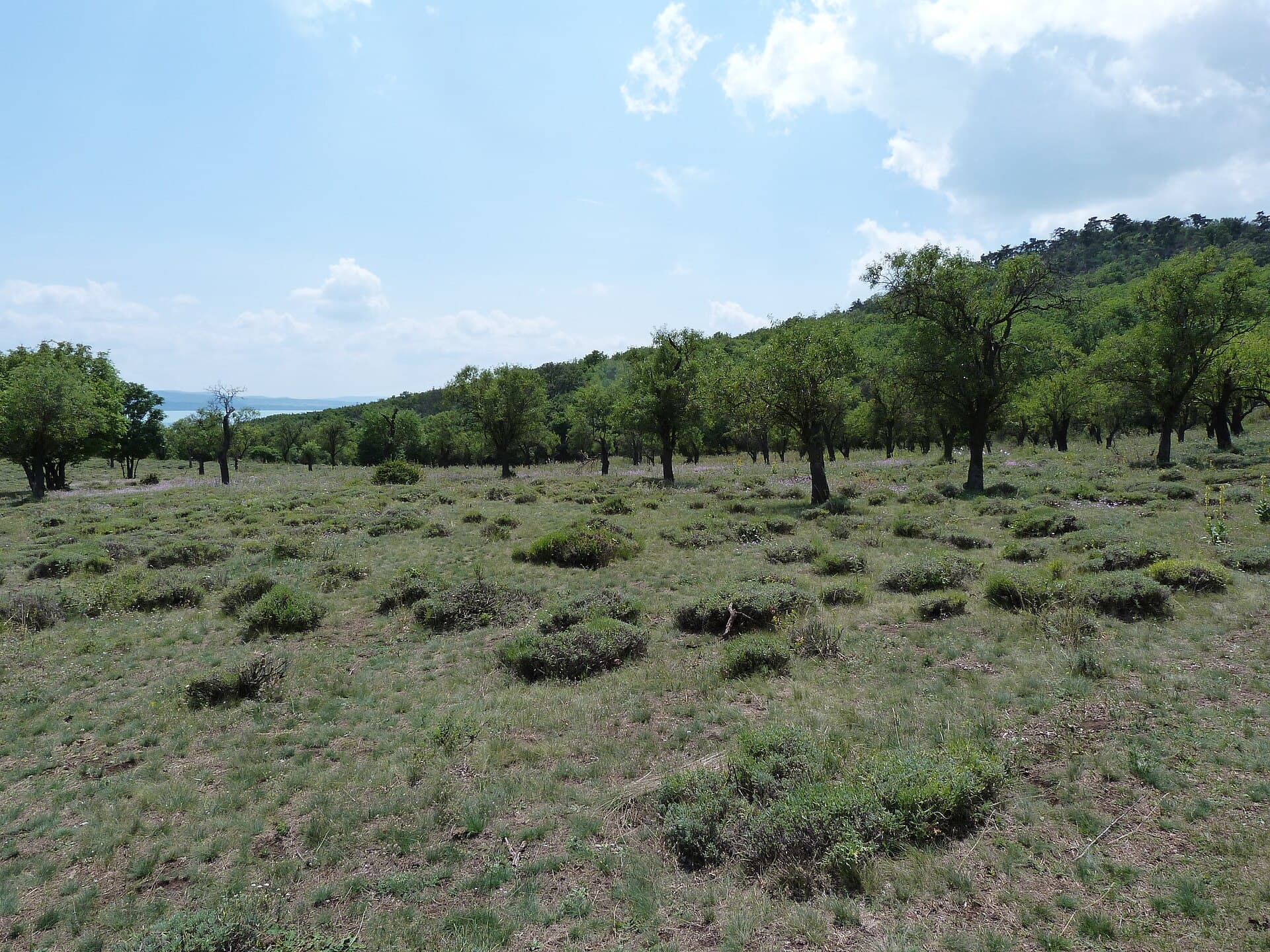 Tihany Lavender Fields, Tihany