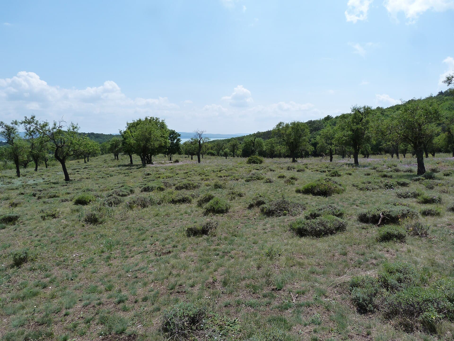 Tihany Lavender Fields, Tihany