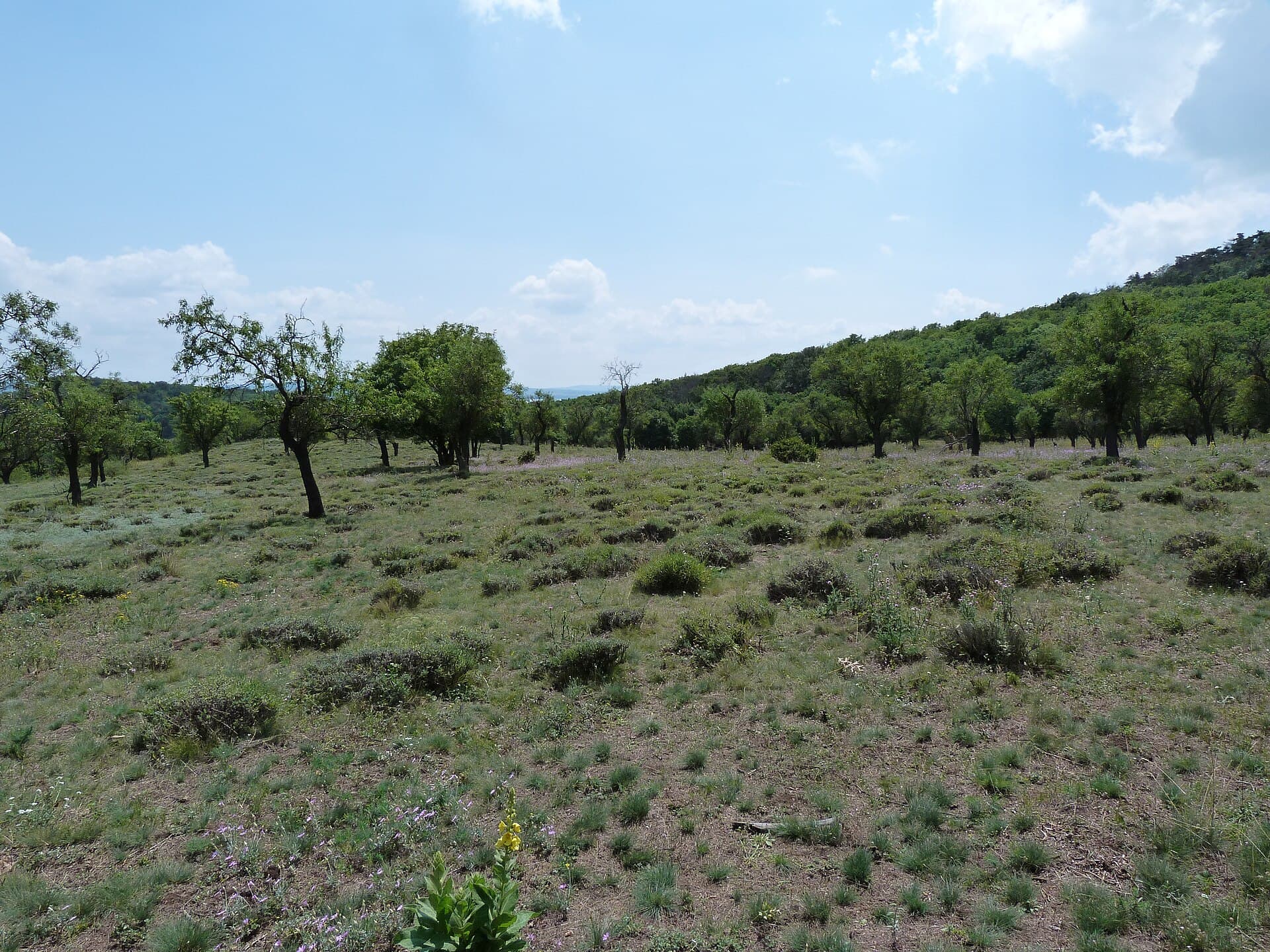 Tihany Lavender Fields, Tihany
