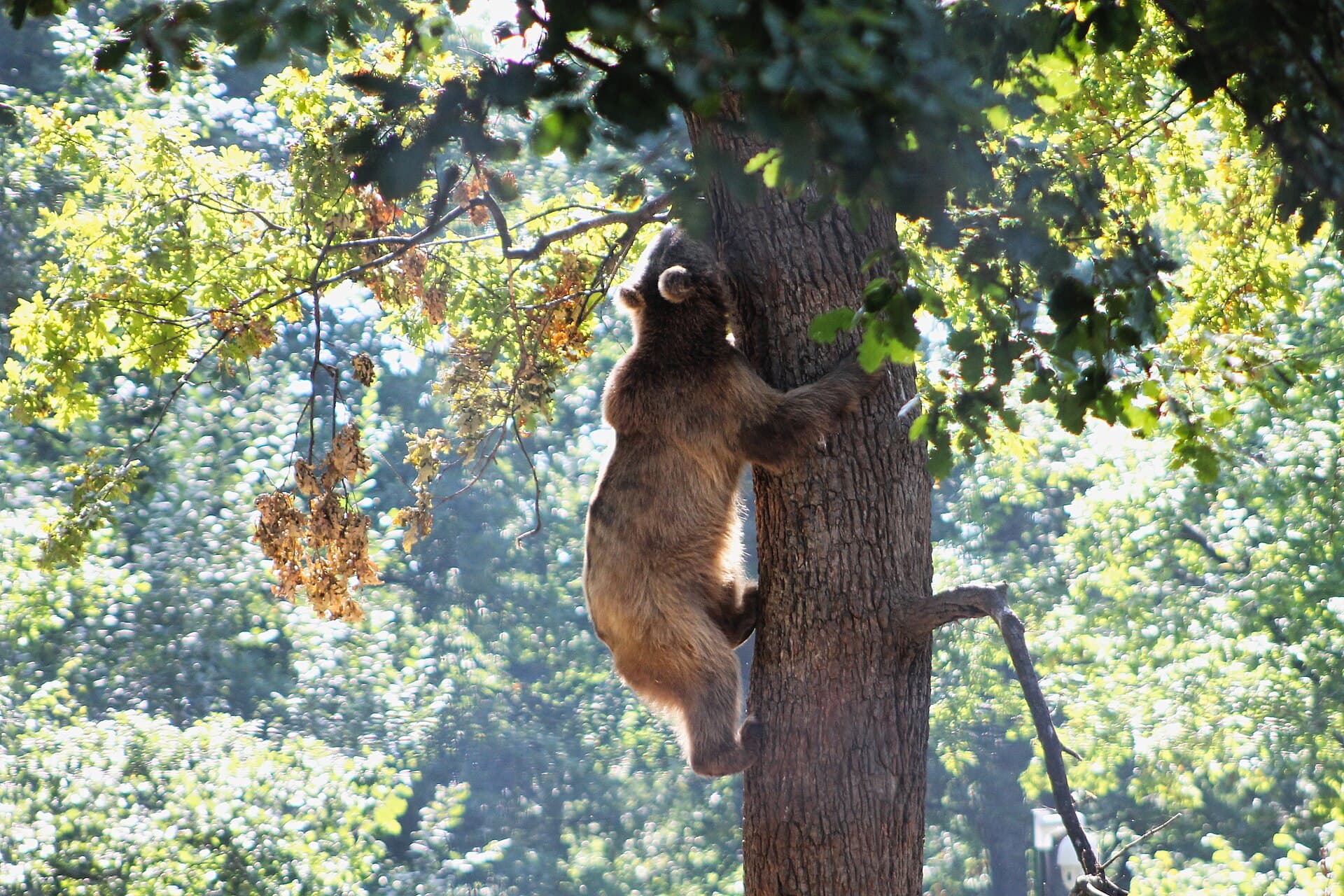 A bear climbing a tree at the Libearty sanctuary