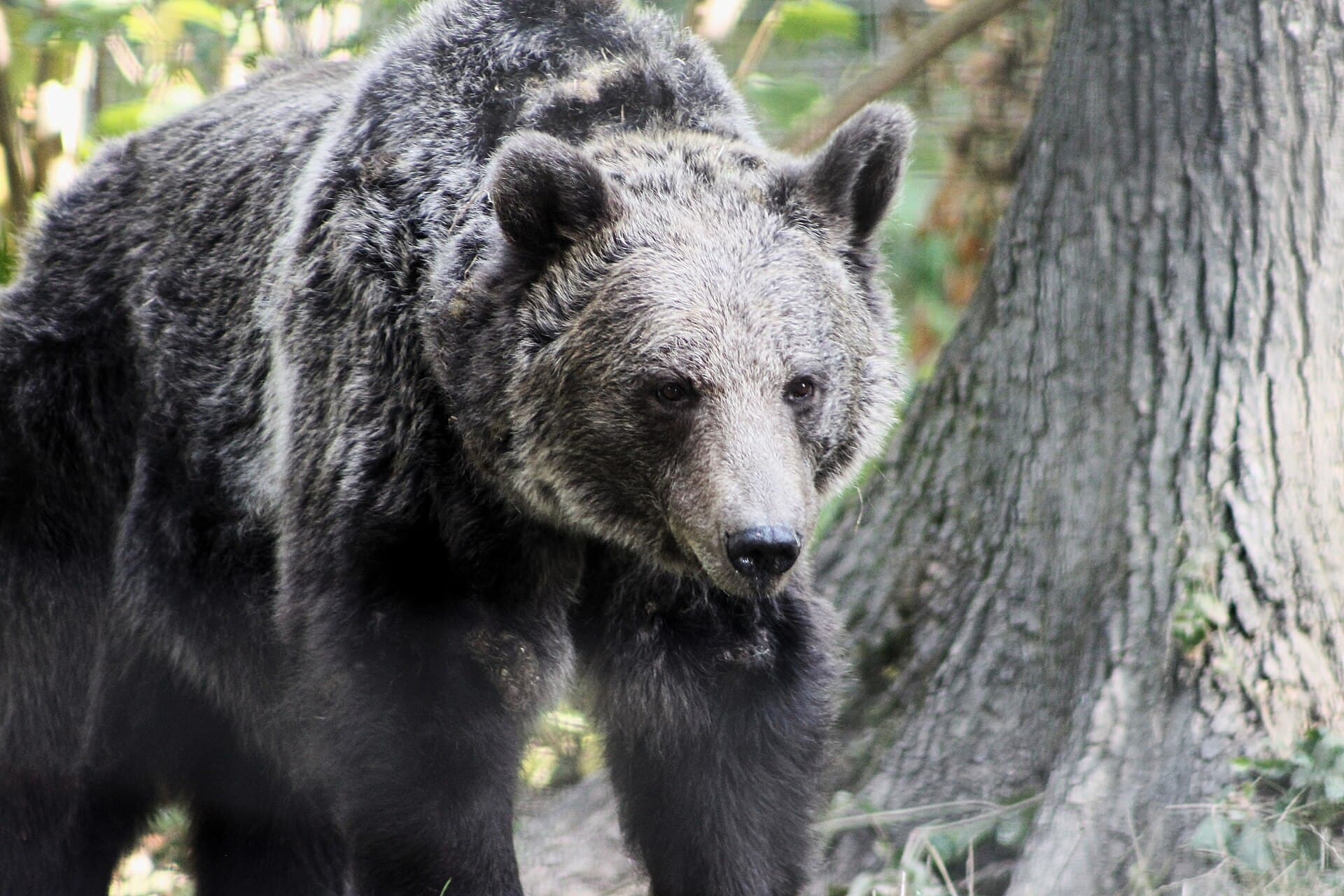 A brown bear in the Libearty sanctuary forest
