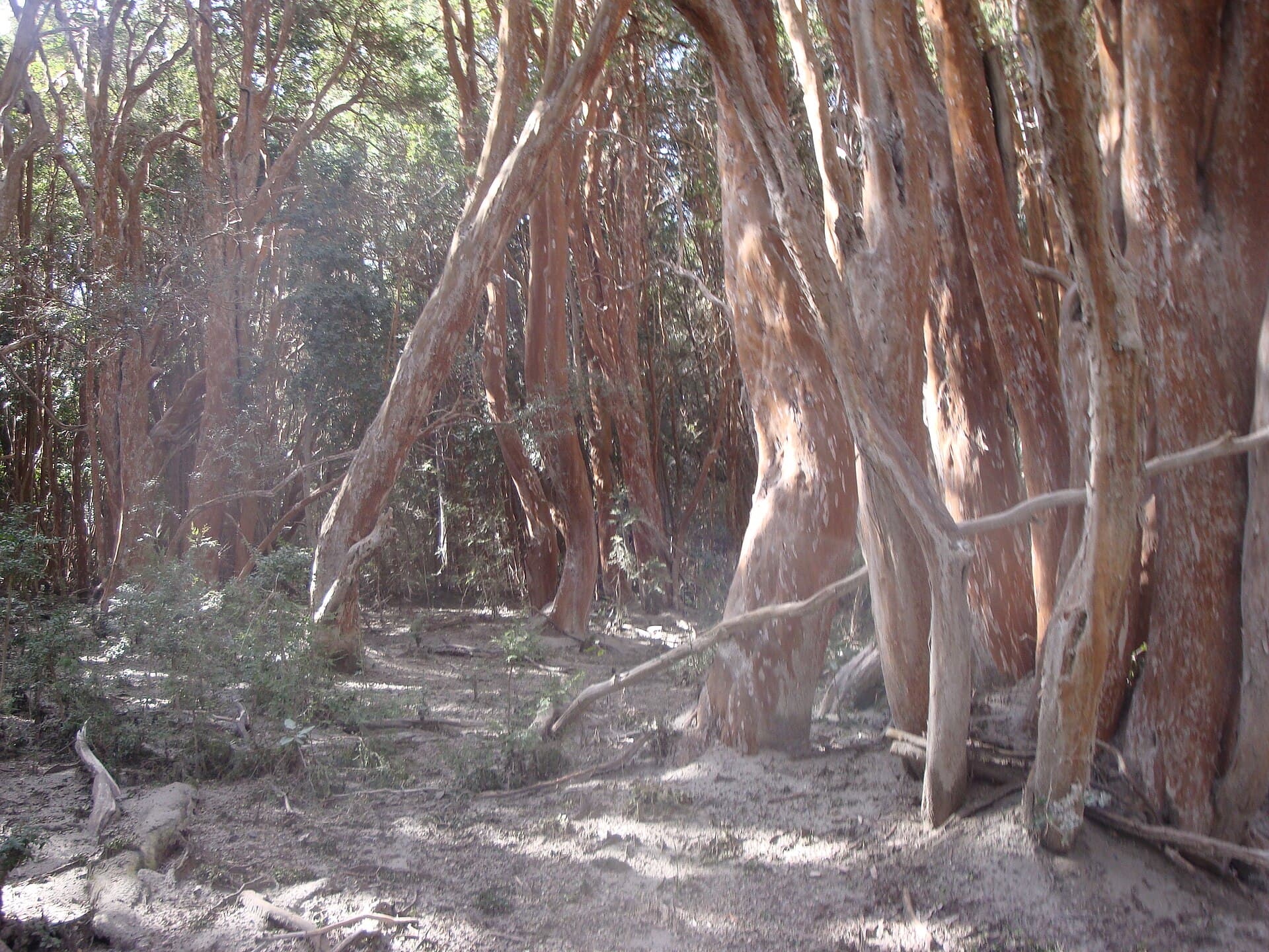 Los Arrayanes National Park, Bariloche