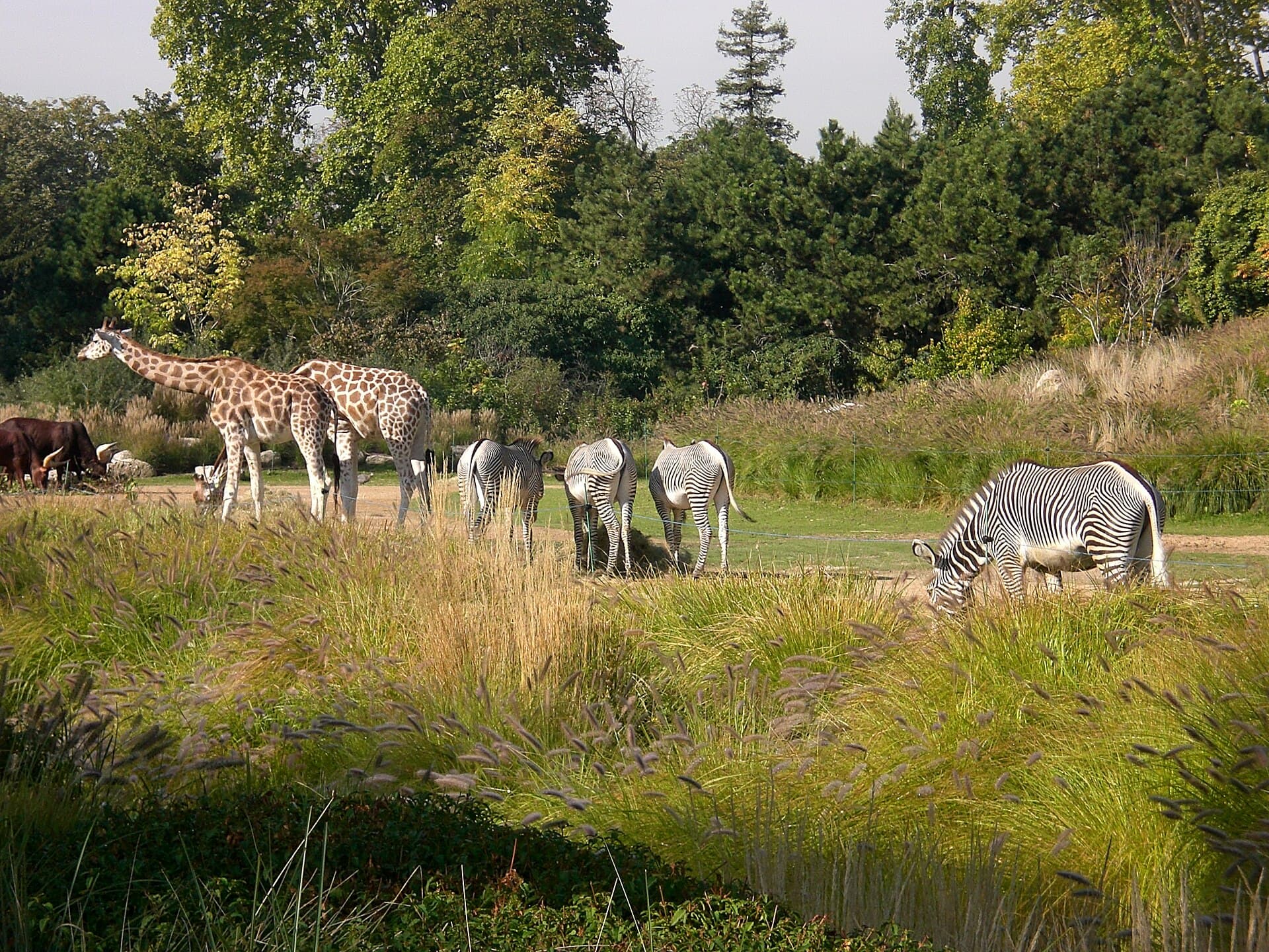 Lyon Zoo, Lyon
