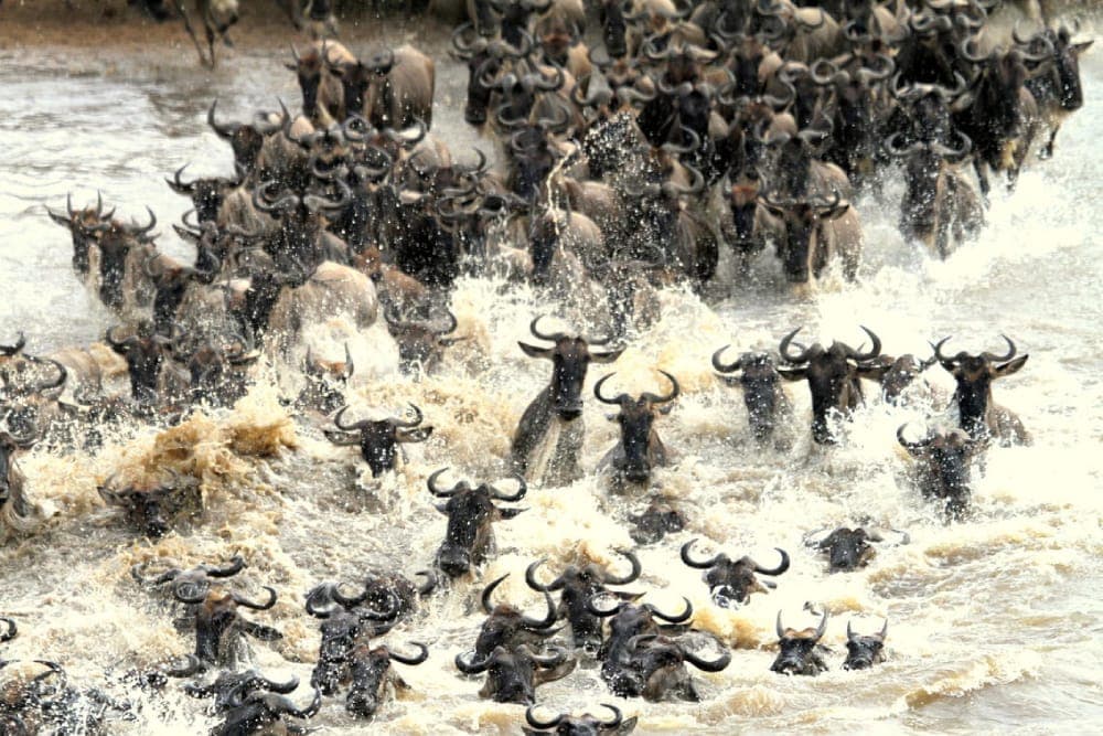 Maasai Mara National Reserve