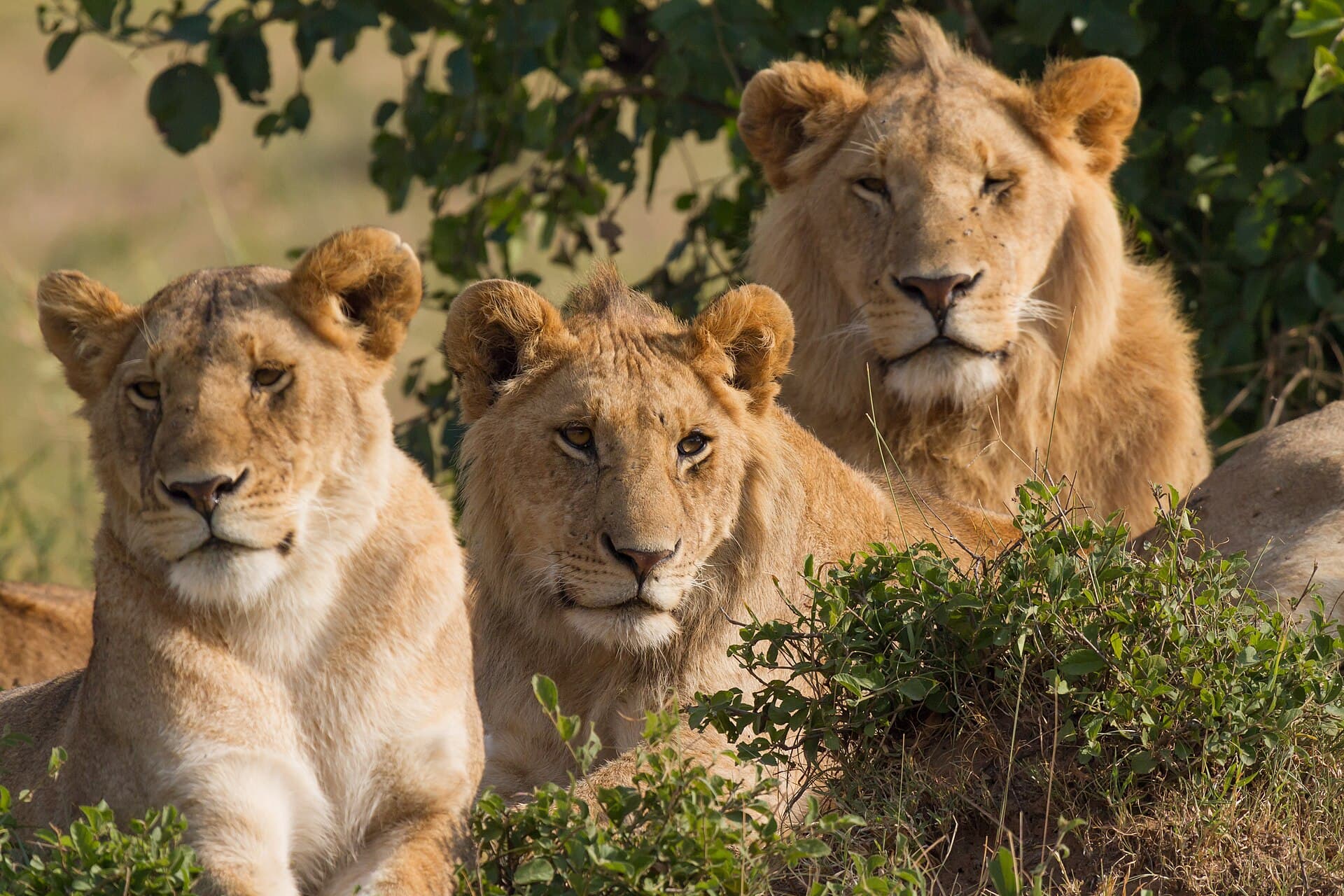 Maasai Mara National Reserve