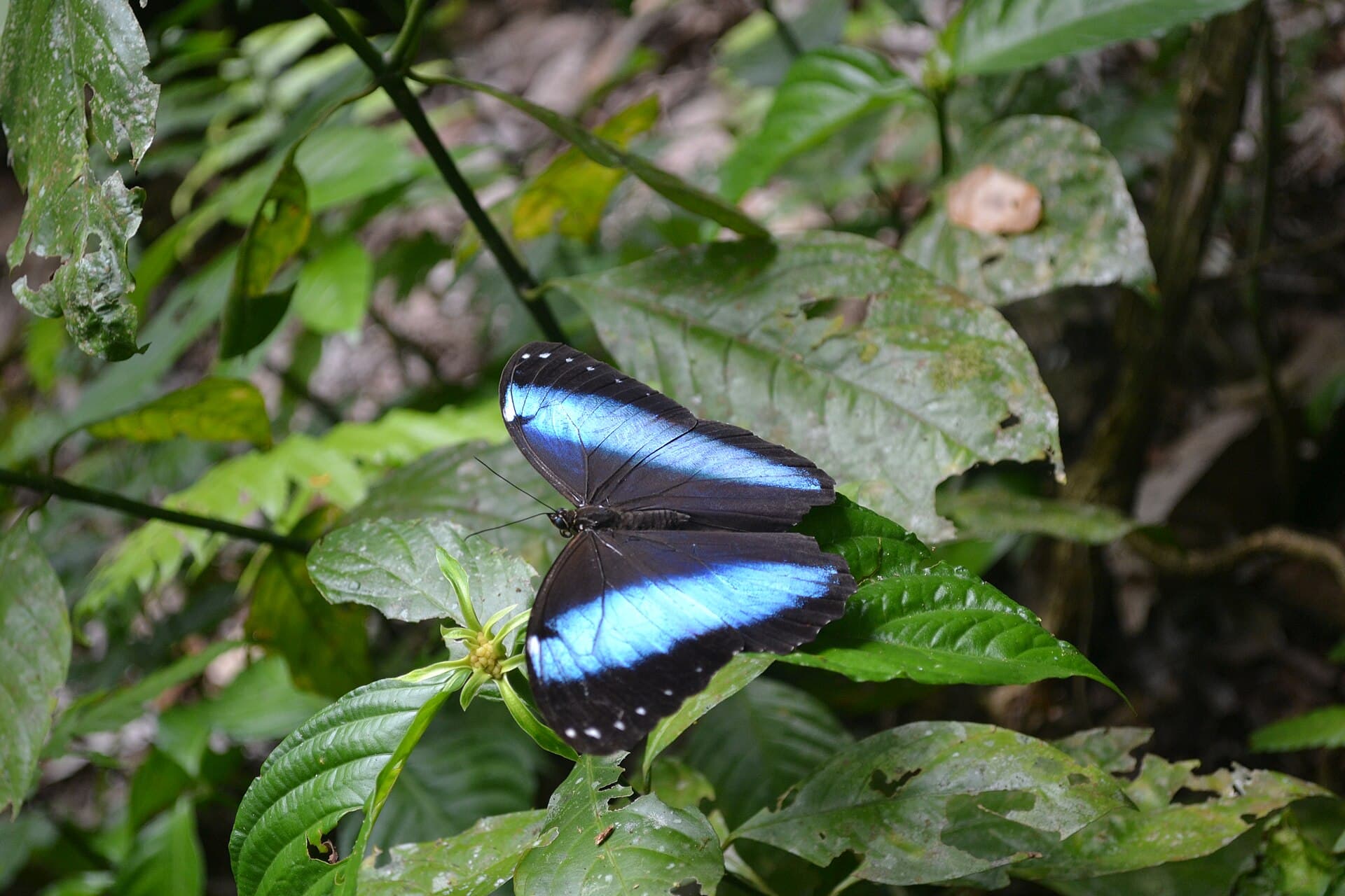Madidi National Park