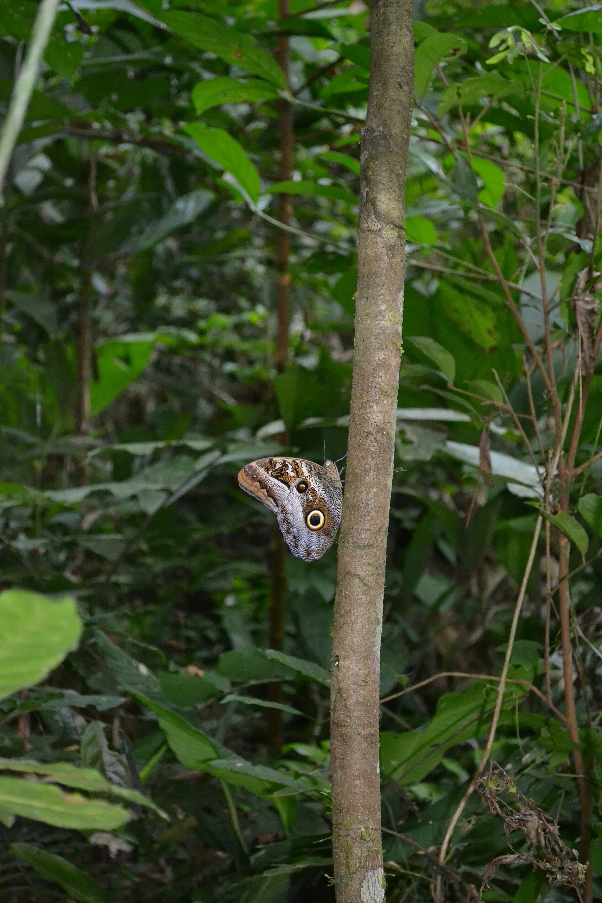 Madidi National Park