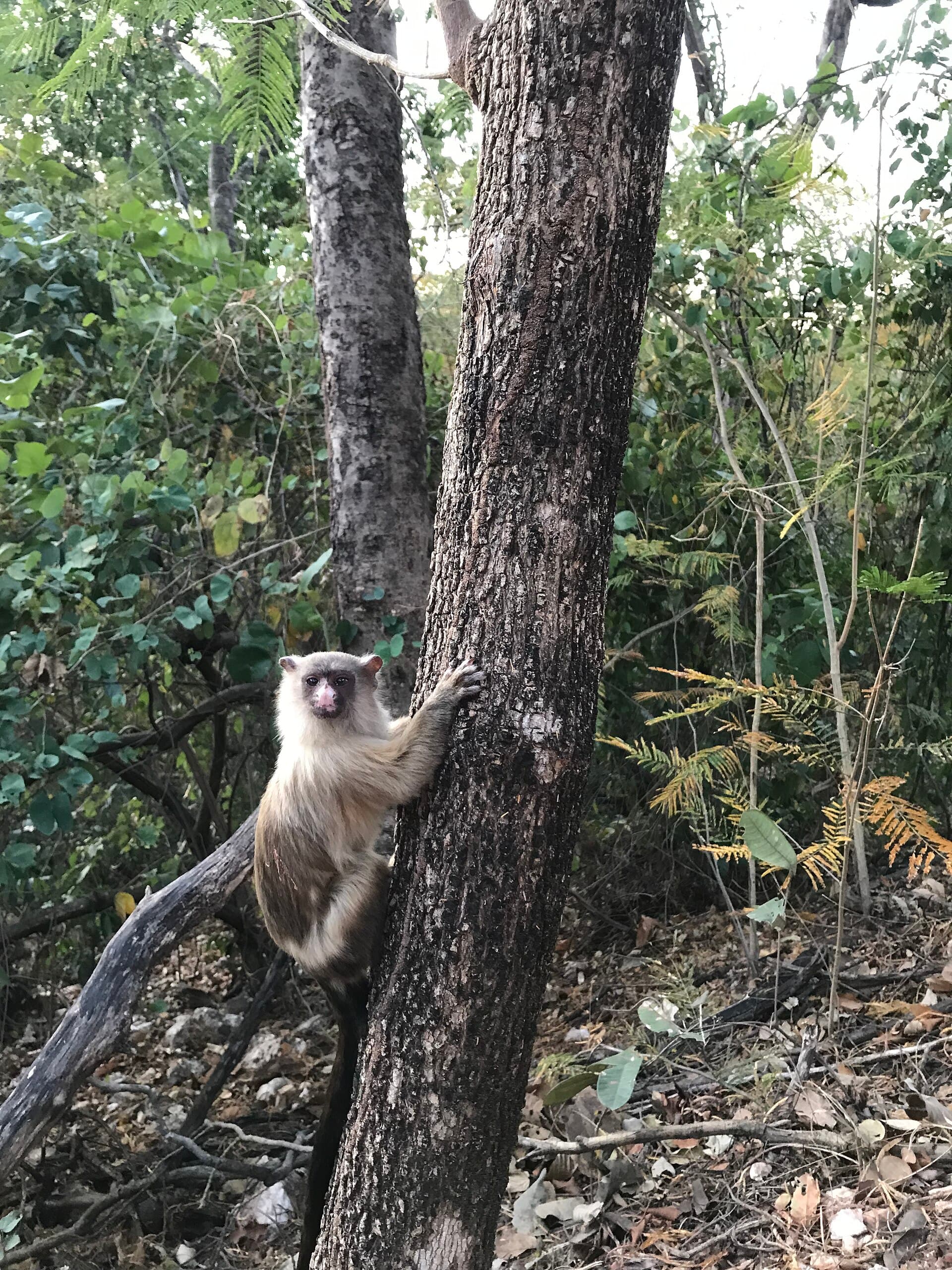 Mãe Bonifácia Park, Cuiabá