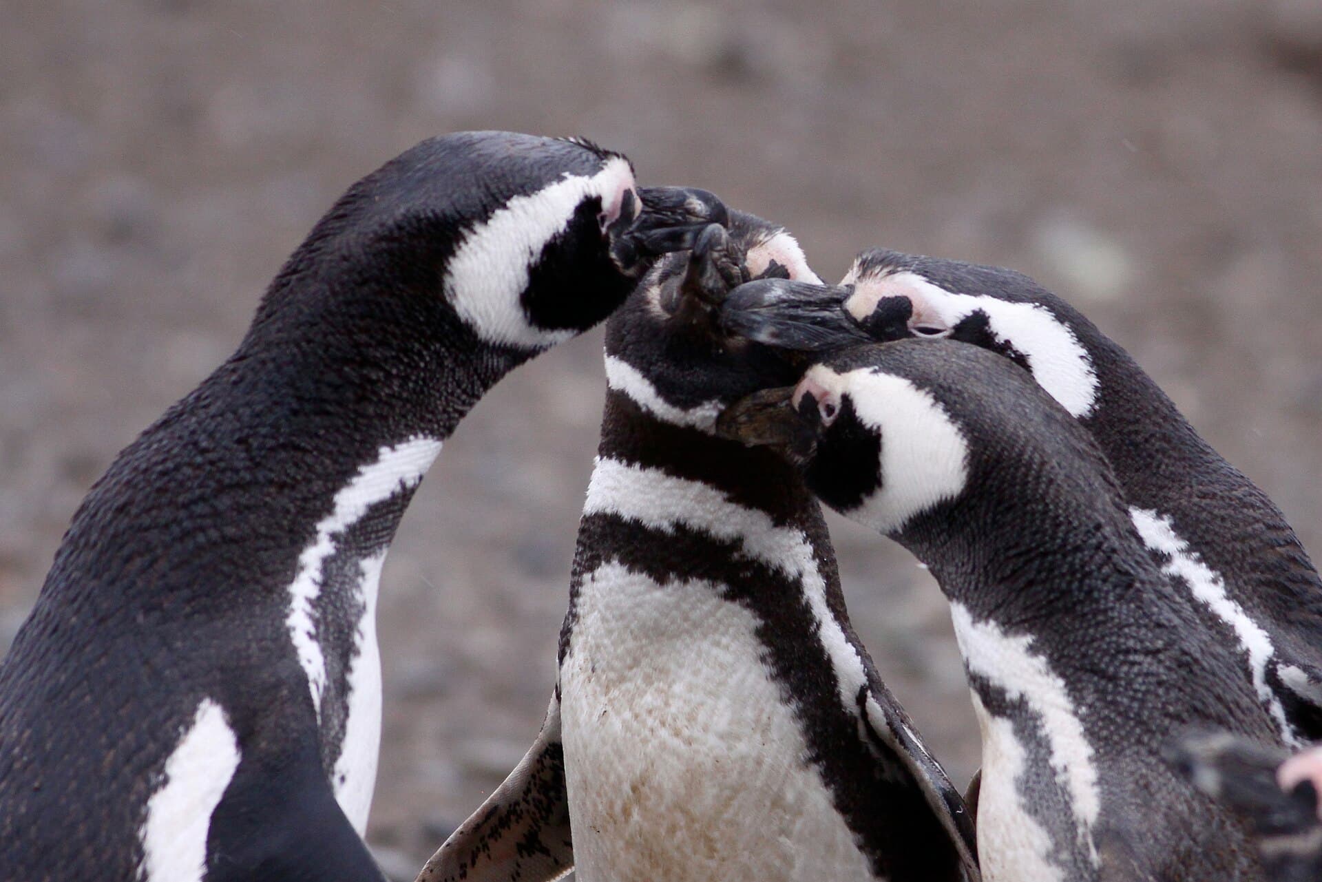 Magellanic penguins on Magdalena Island
