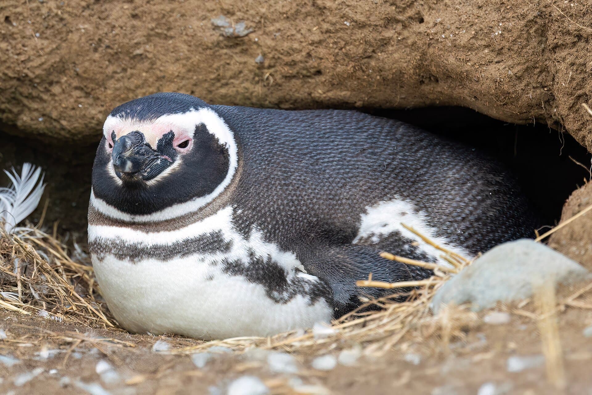 Magellanic penguins on Magdalena Island