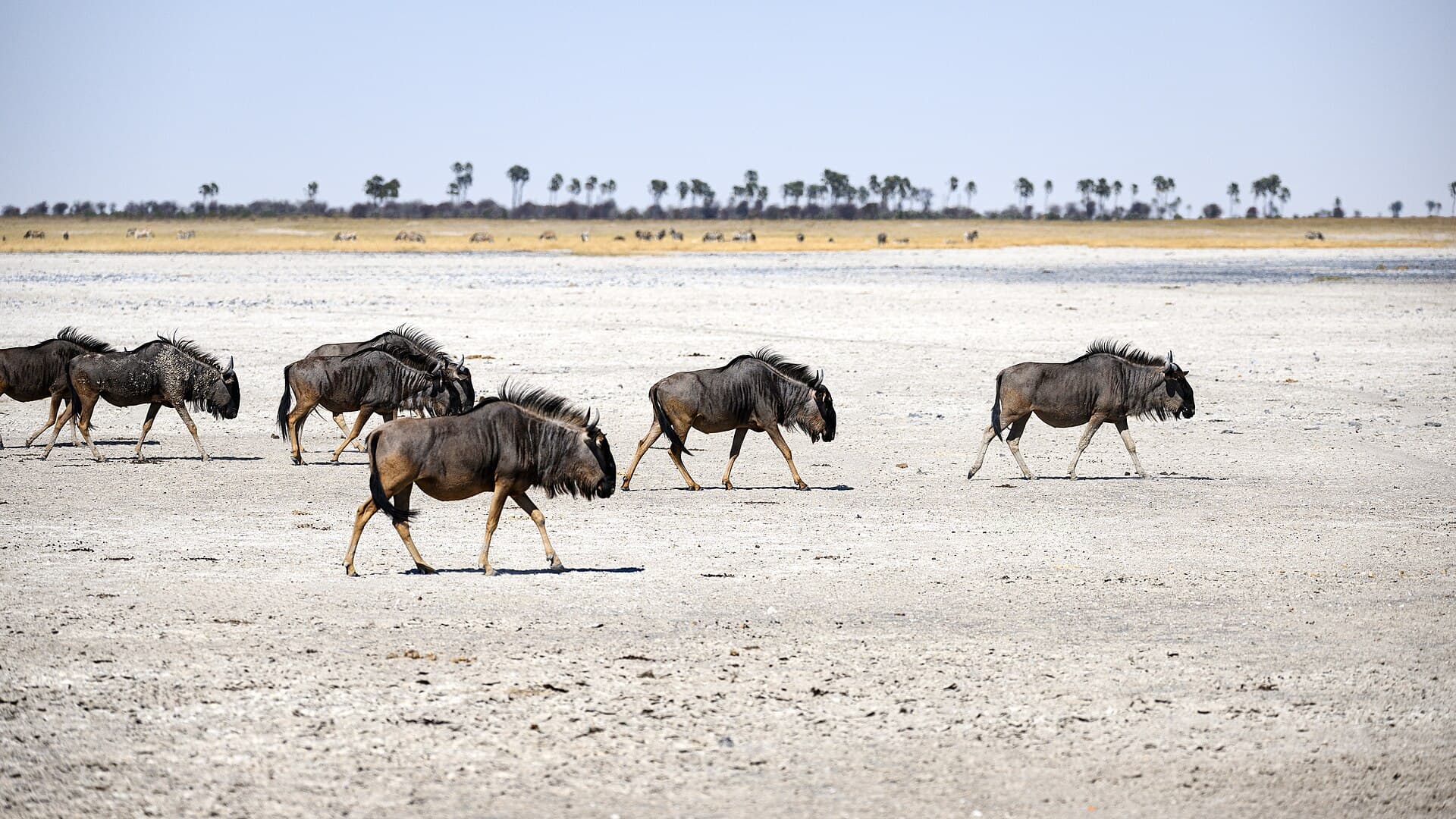 سهول ماكغاديكغادي الملحية