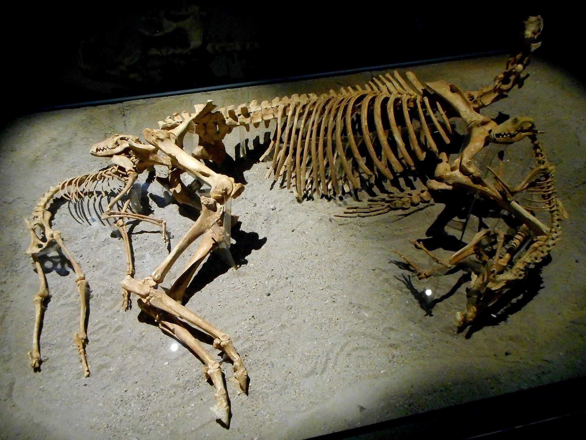 National Archaeological Museum (MANN), Naples