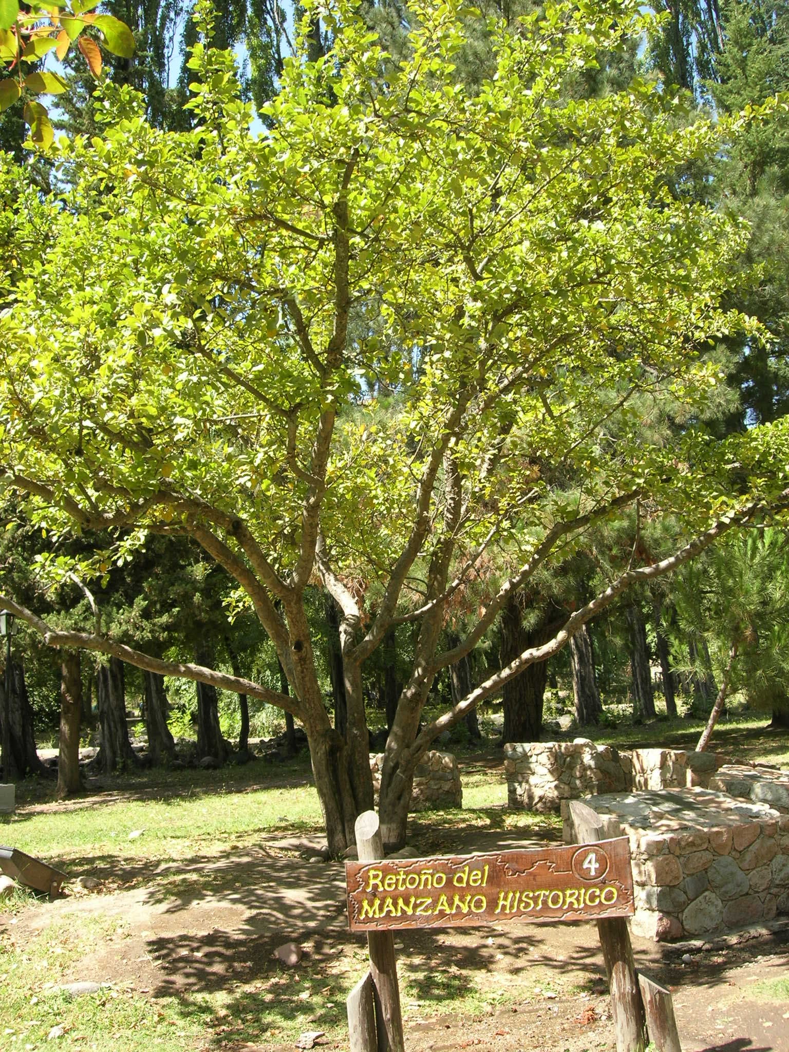 Manzano Histórico (Historic Apple Tree), Mendoza