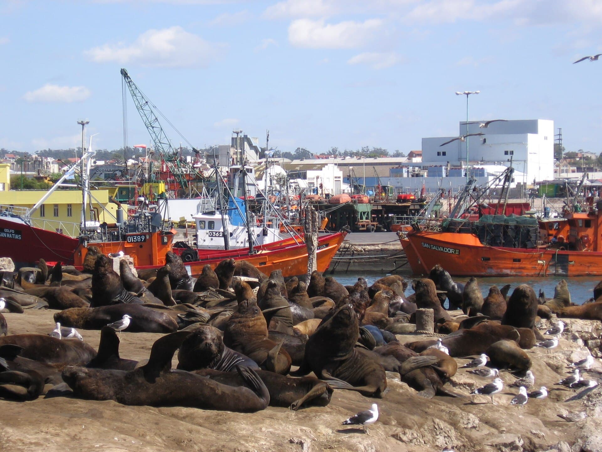 Mar del Plata Port Sea Lion Colony, Mar del Plata