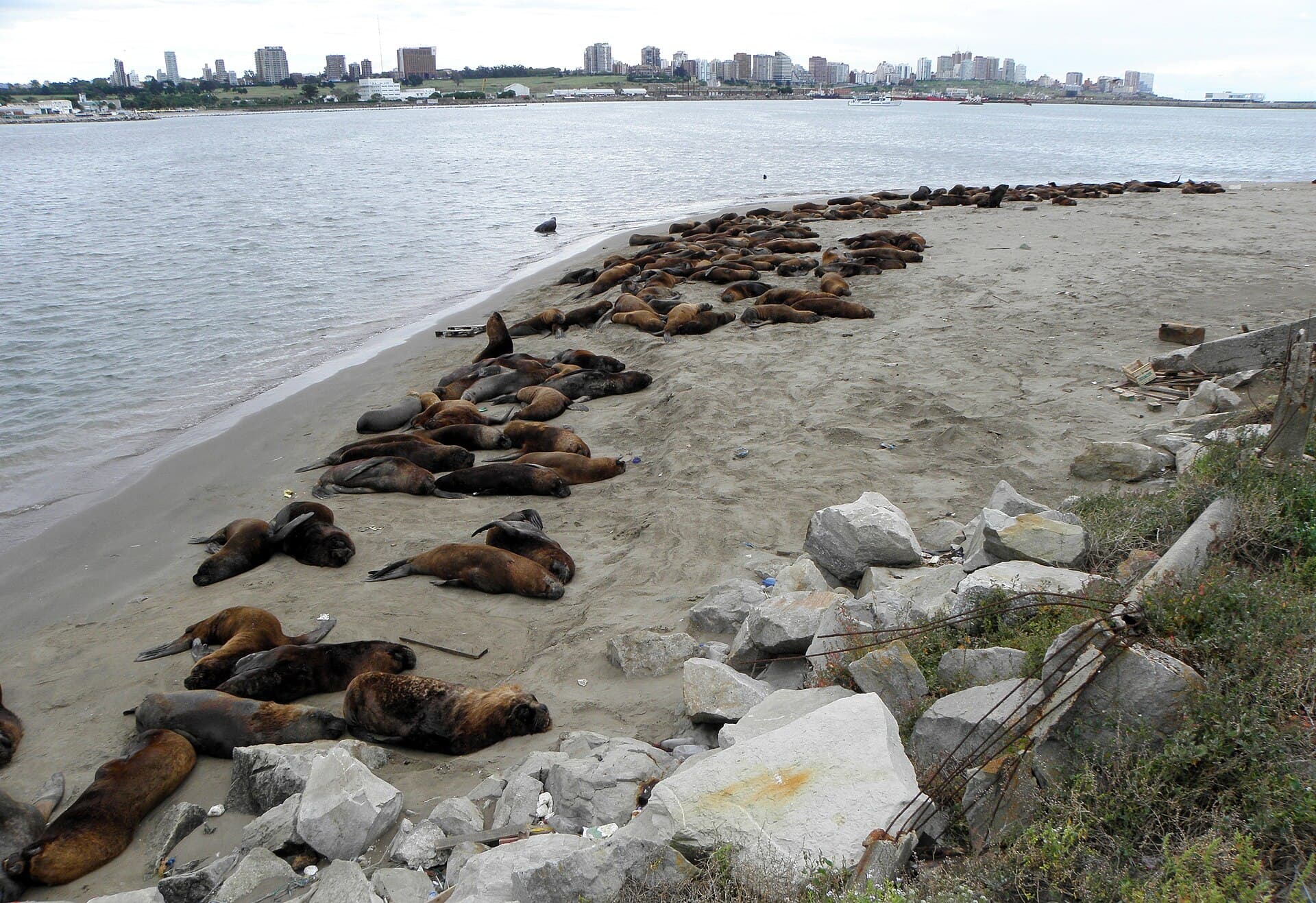 Mar del Plata Port Sea Lion Colony, Mar del Plata