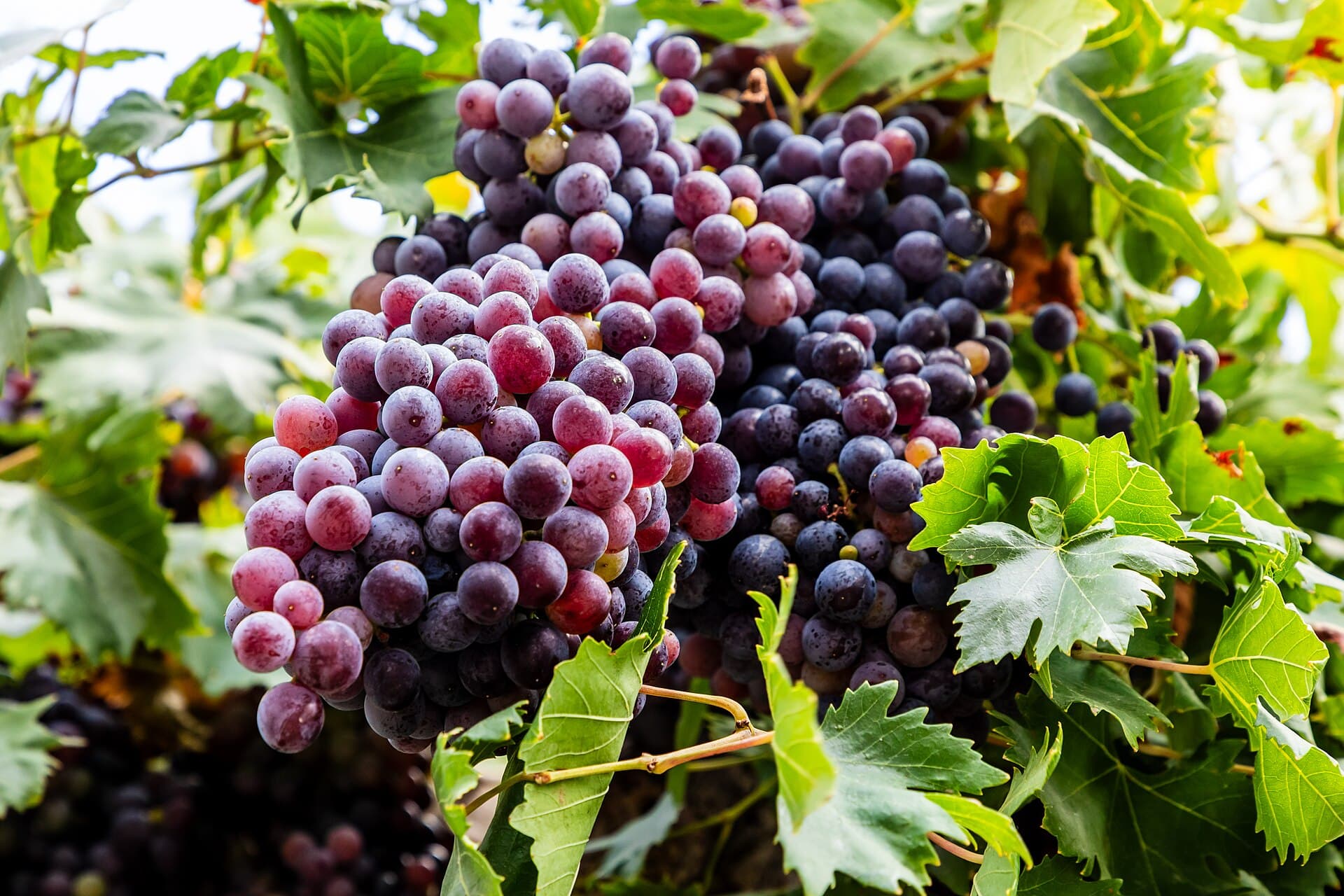 مارغاريتِس، ريثيمنو