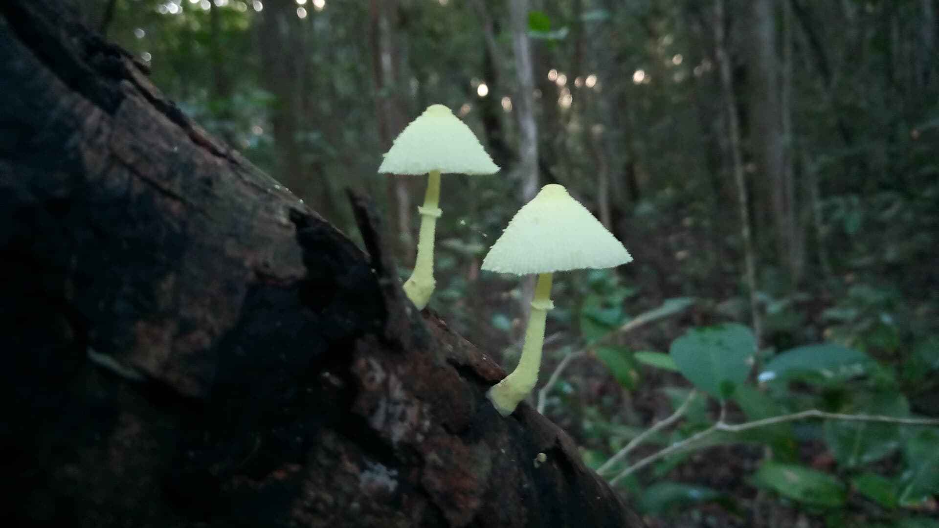 Mata da Pipa State Park, Tibau do Sul