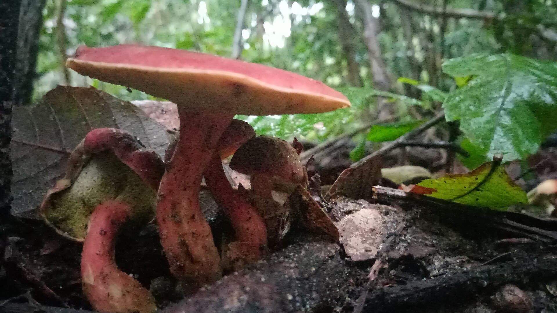 Mata da Pipa State Park, Tibau do Sul
