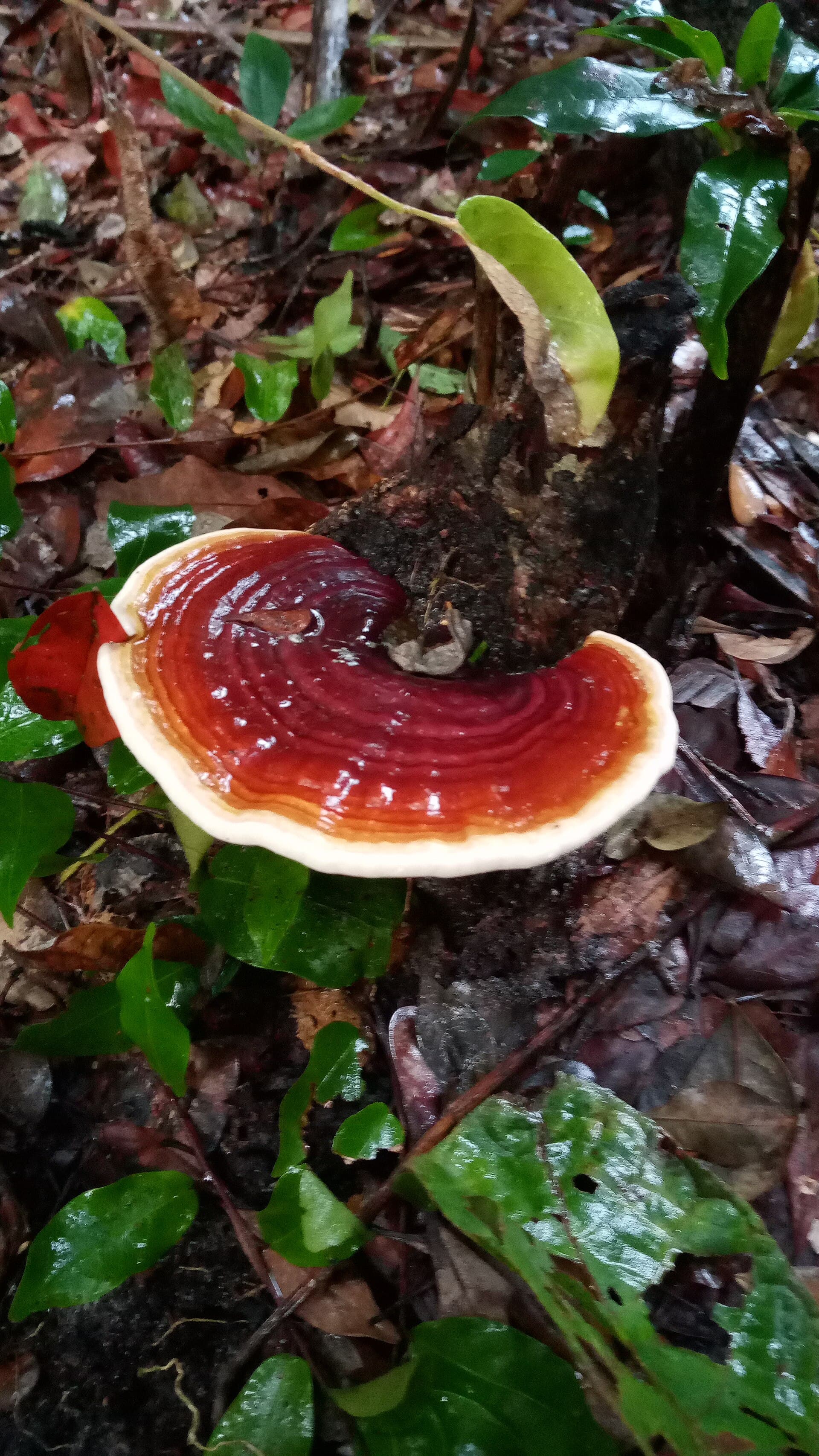 Mata da Pipa State Park, Tibau do Sul
