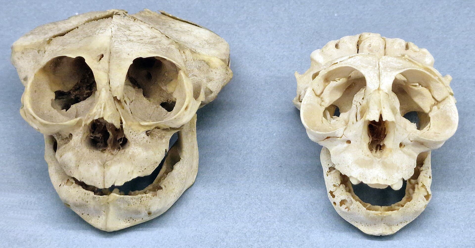 Berlin Museum of Medical History, Berlin