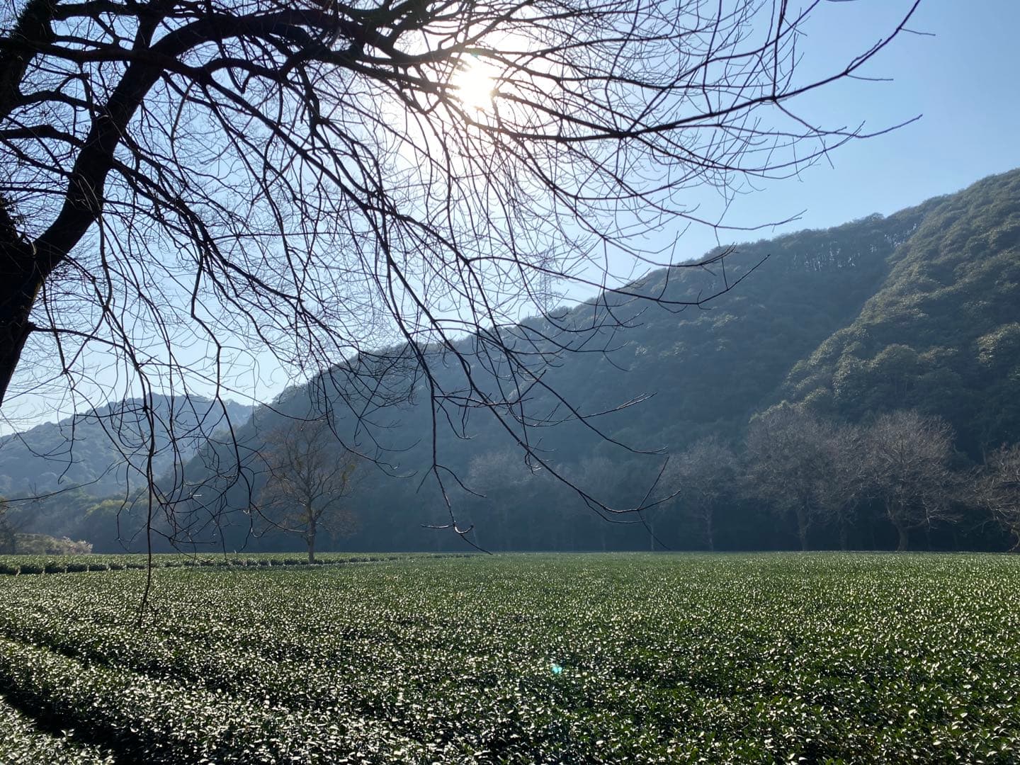 Meijiawu Tea Village