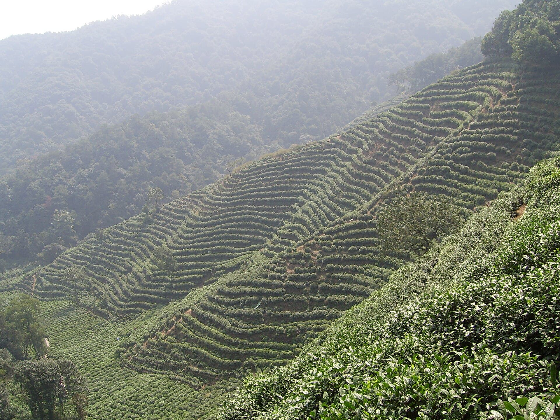 Meijiawu Tea Village