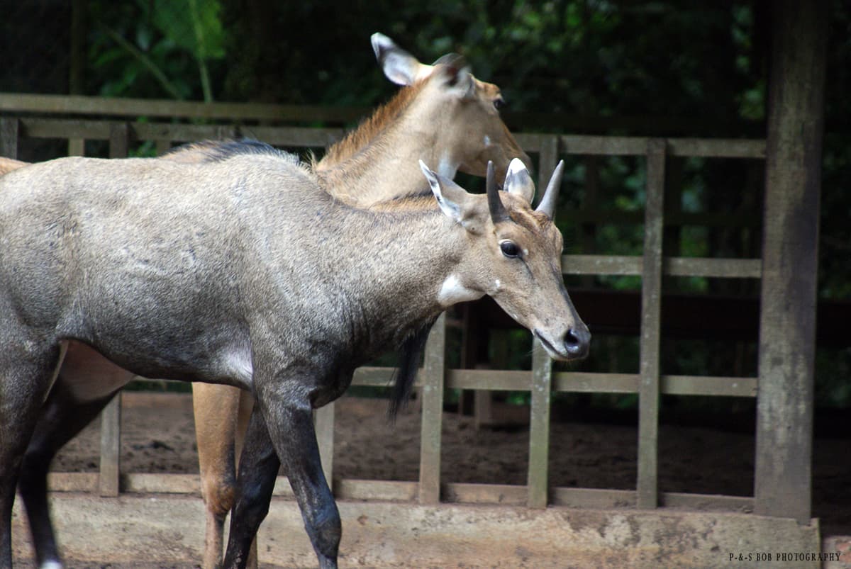 Zoo Melaka