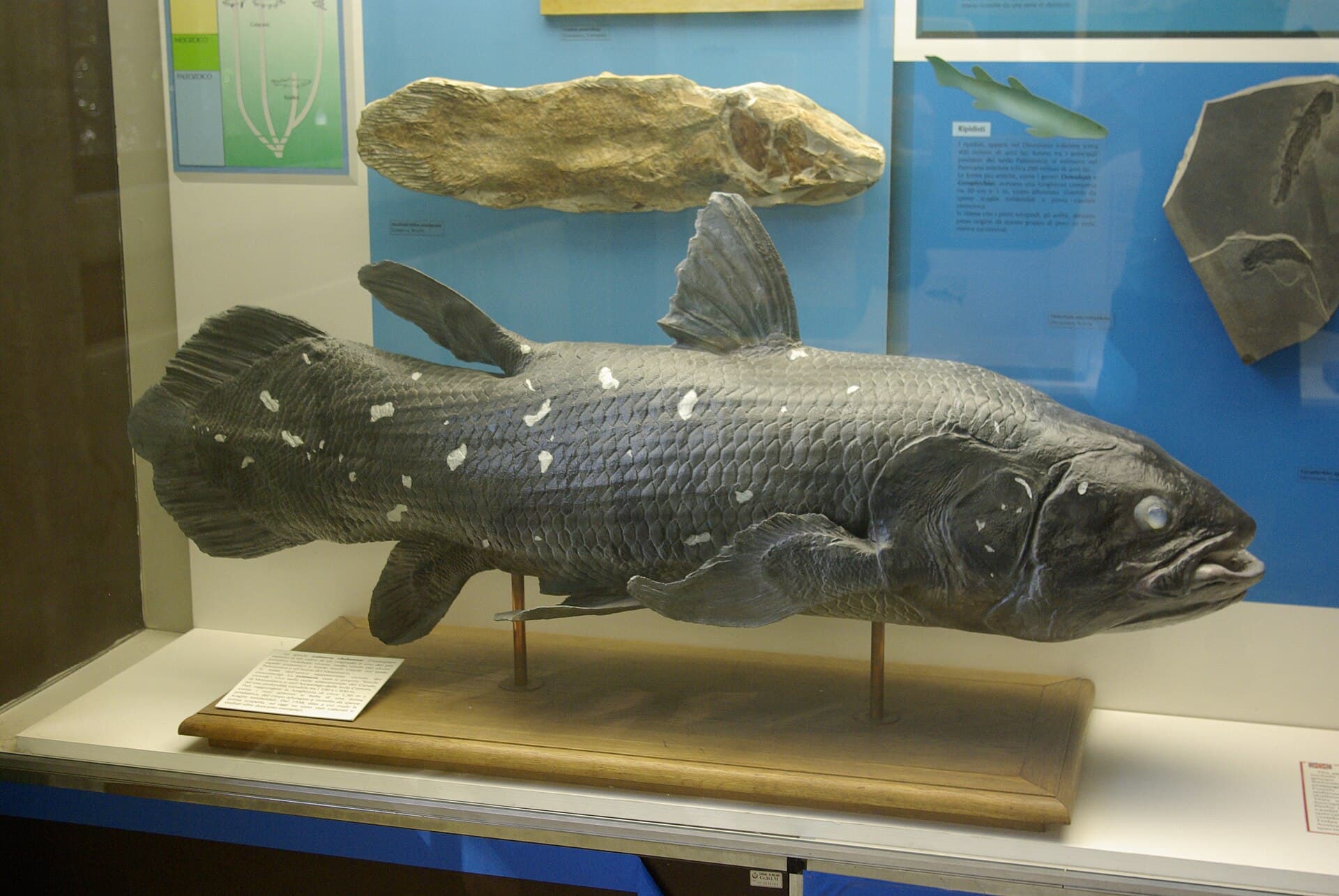 Milan Natural History Museum, Milan, Italy