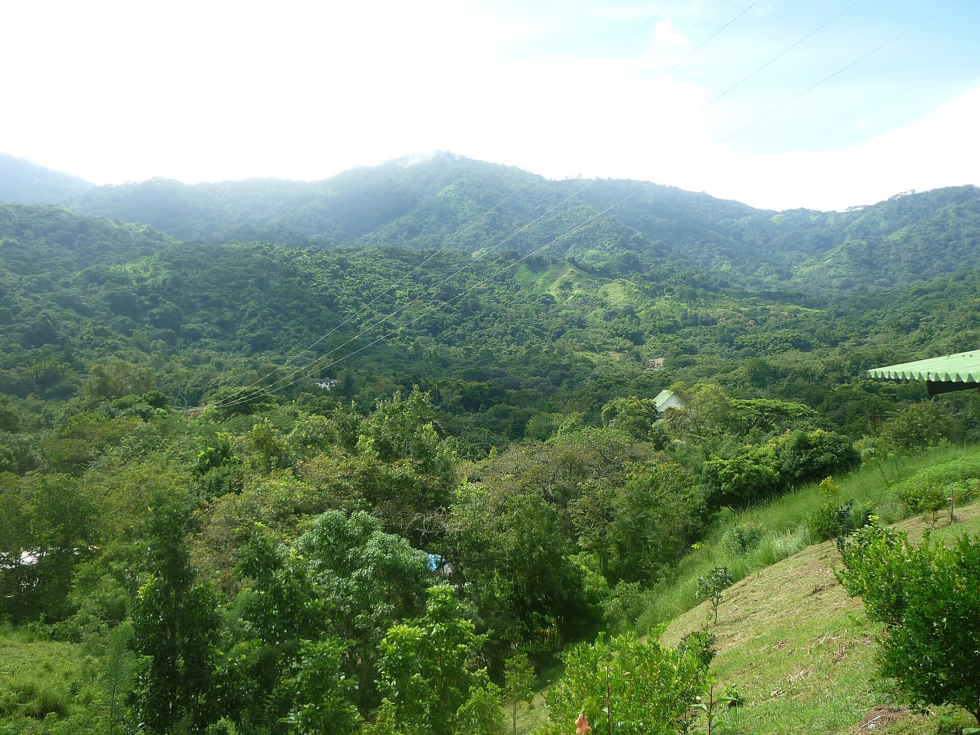 Minca