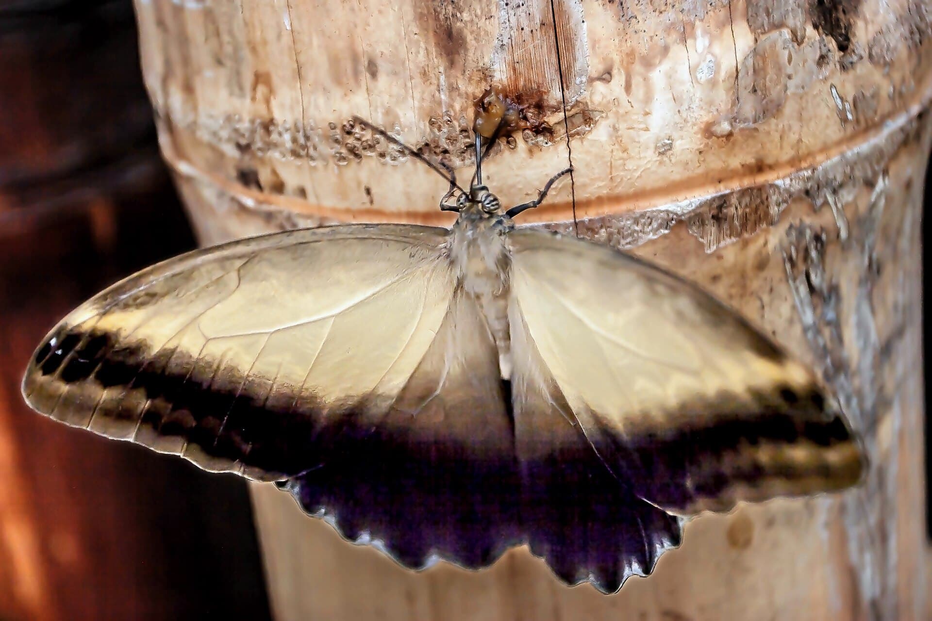 A butterfly at the Mindo butterfly garden