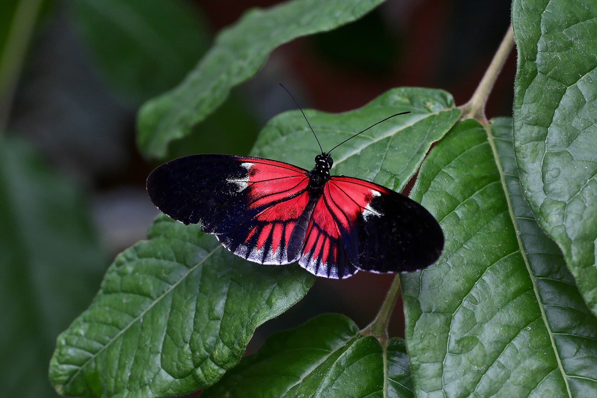 A butterfly at the Mindo butterfly garden